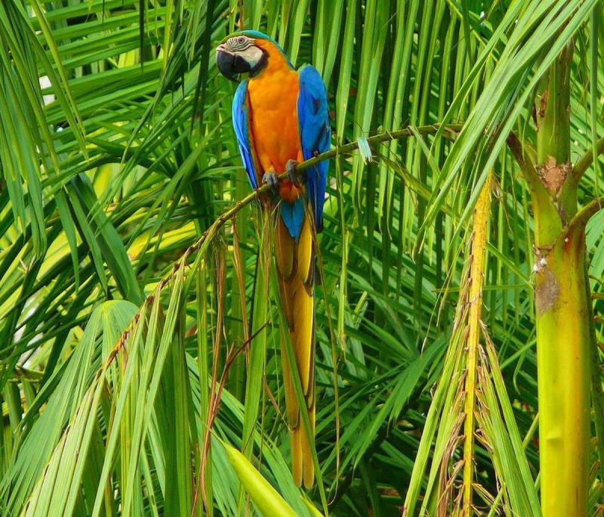 Тропический попугай