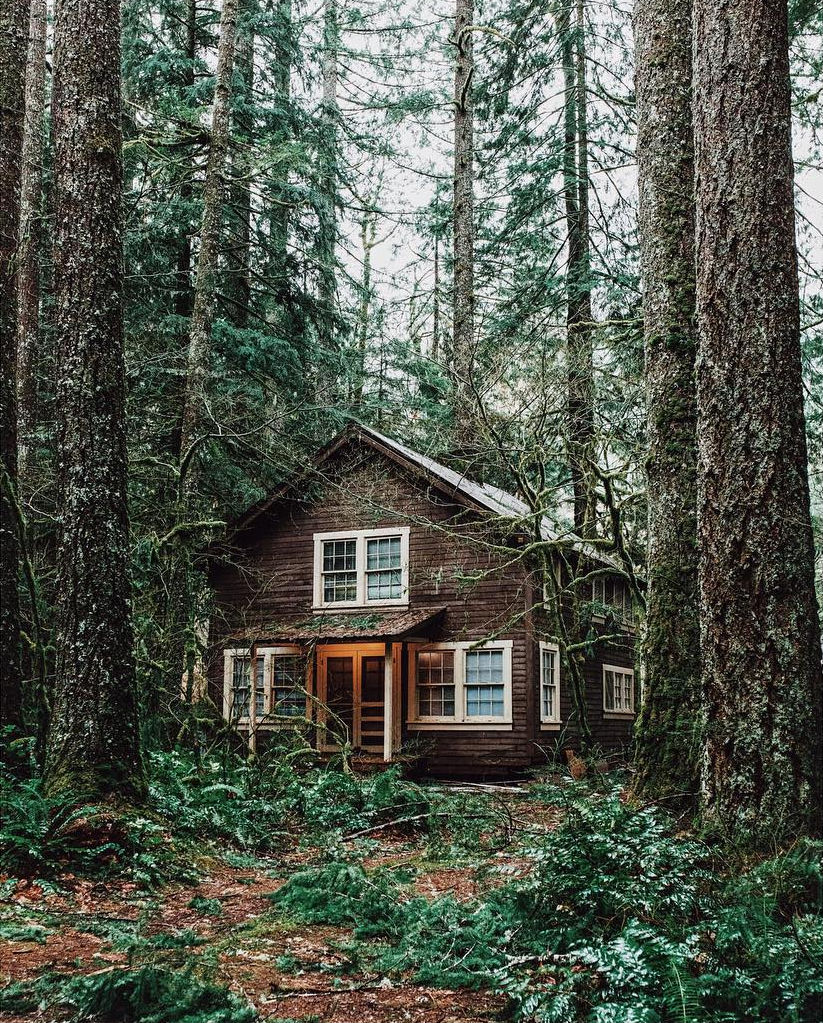 Дом в сосновом лесу фото