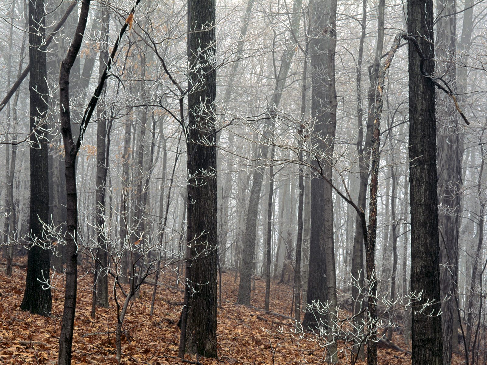 Деревья в лесу поздней осенью