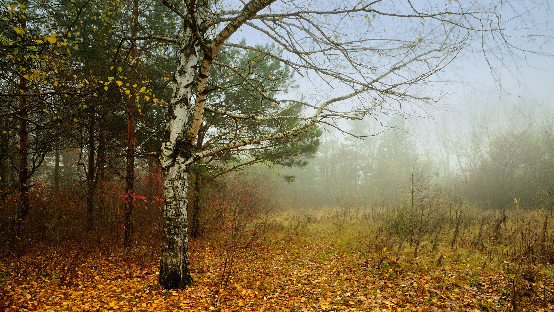Поздняя осень в лесу