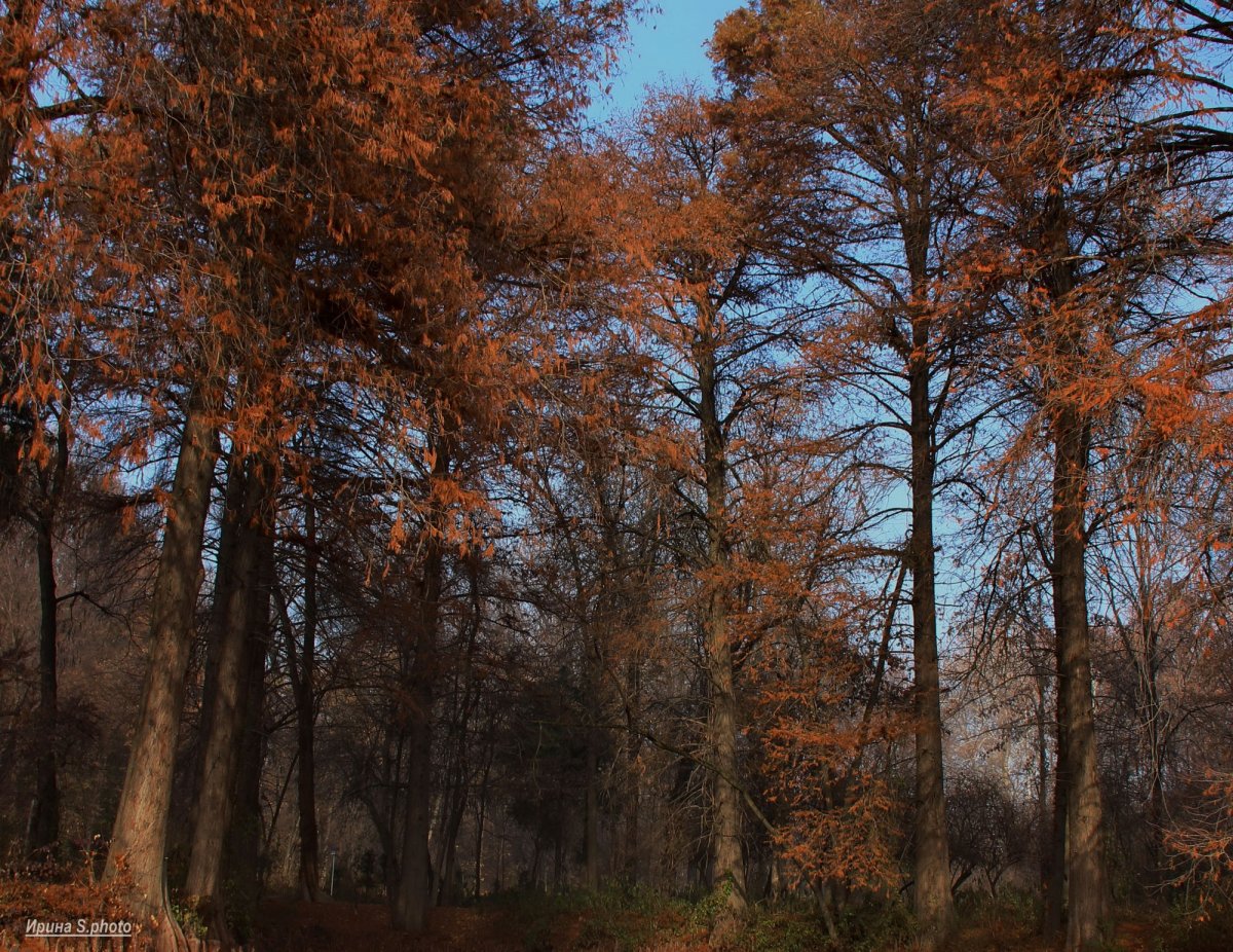 Деревья поздней осенью