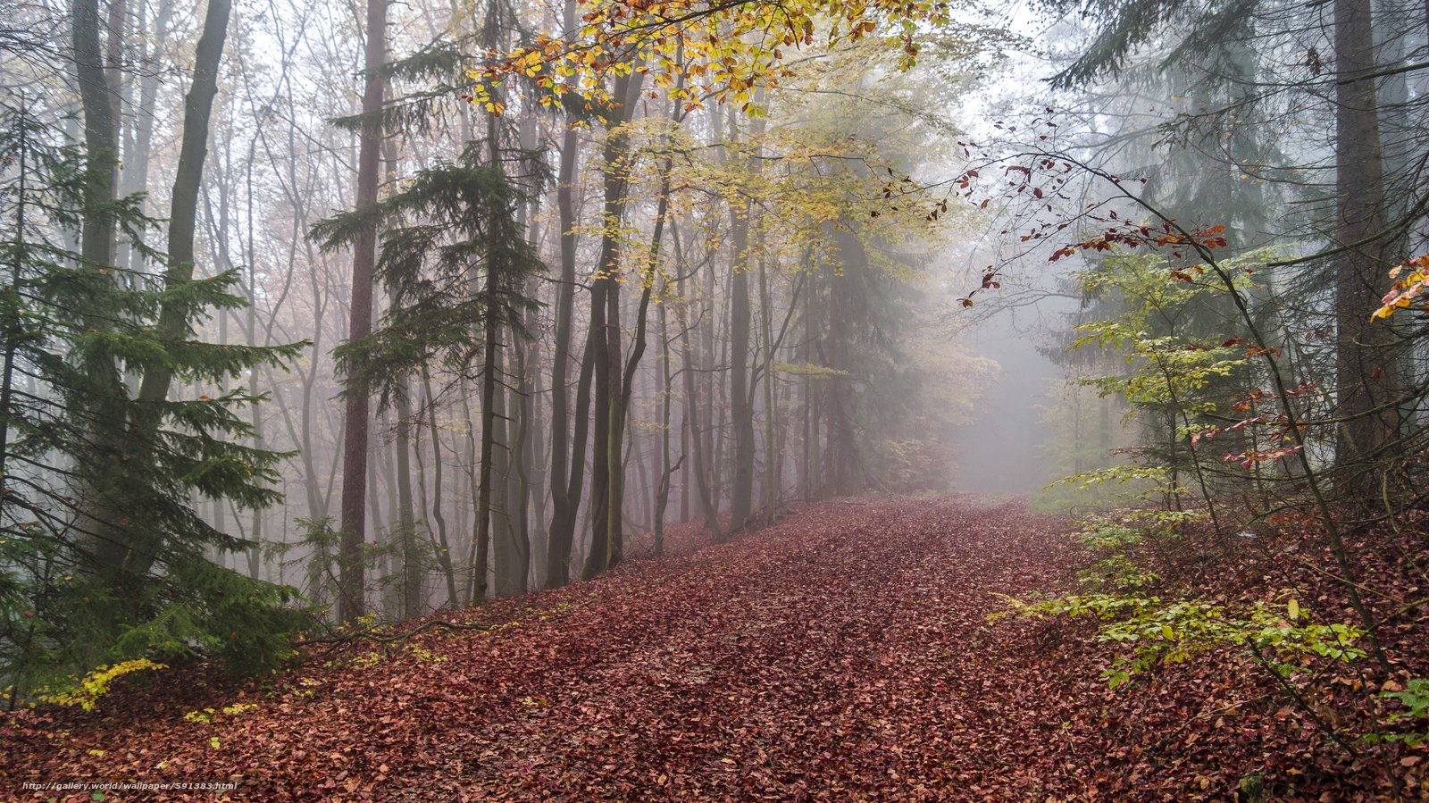 Пасмурная осень в лесу