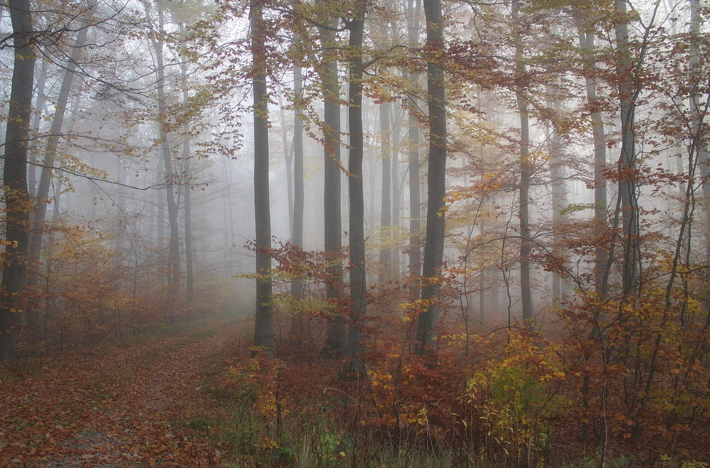 Сосновый лес поздняя осень