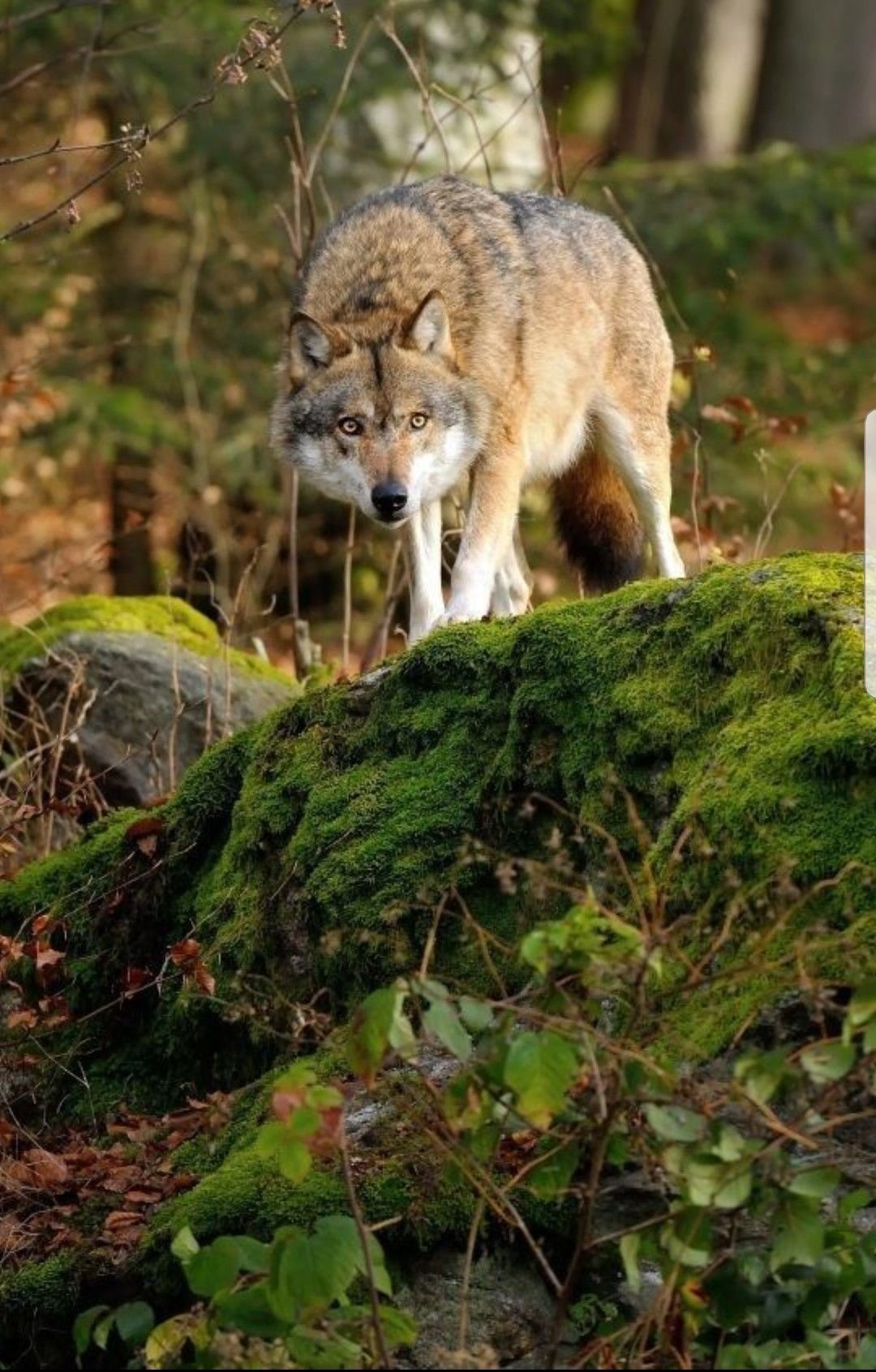 фото волка в лесу