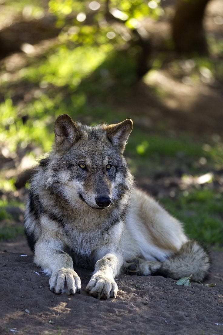 Фото волк красивые картинки