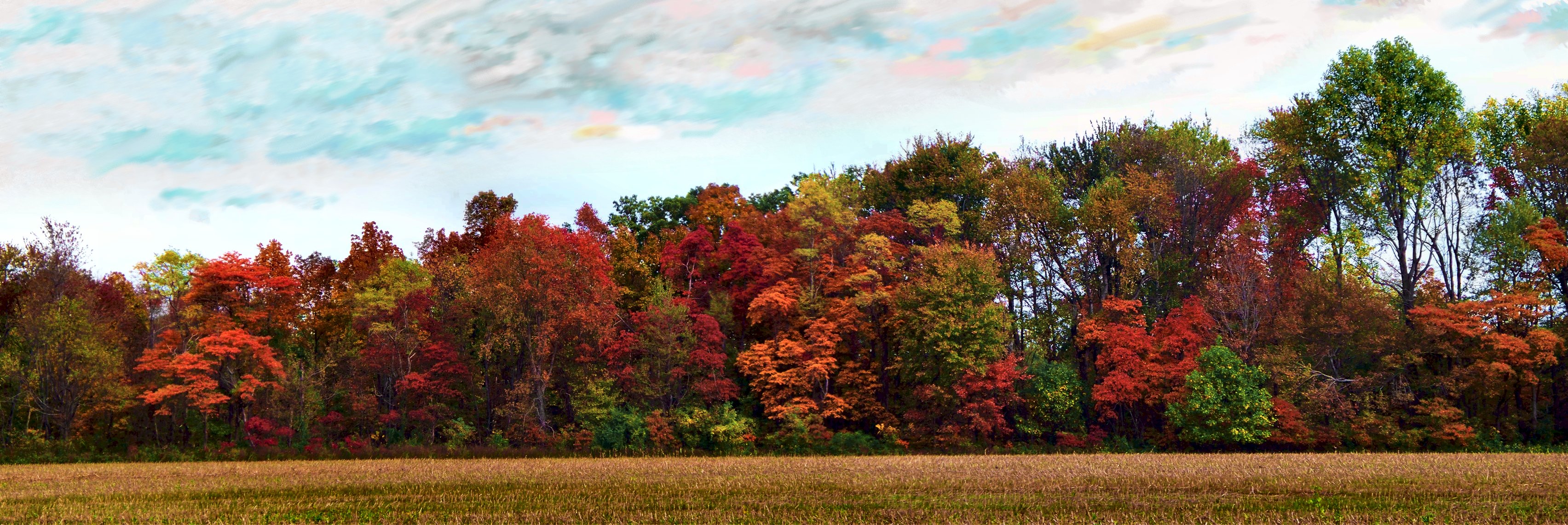Пестрая стена леса. Осень панорама. Осенний пейзаж панорама. Лес багряный золотой. Лиловый золотой багряный.