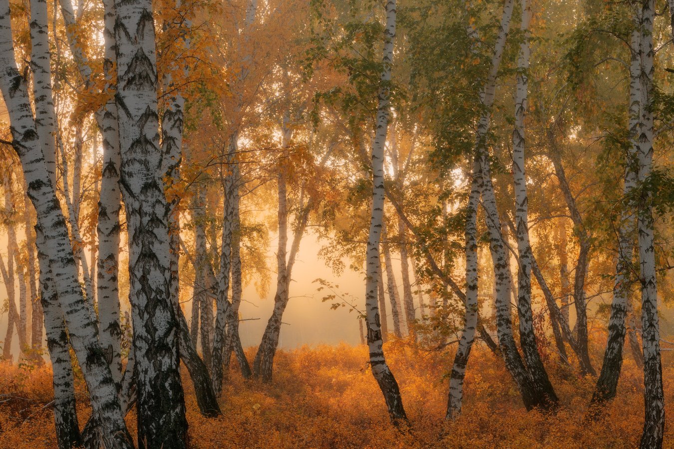 Осень в Березовом лесу