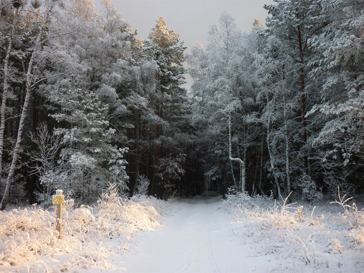 Зима лес Сумерки