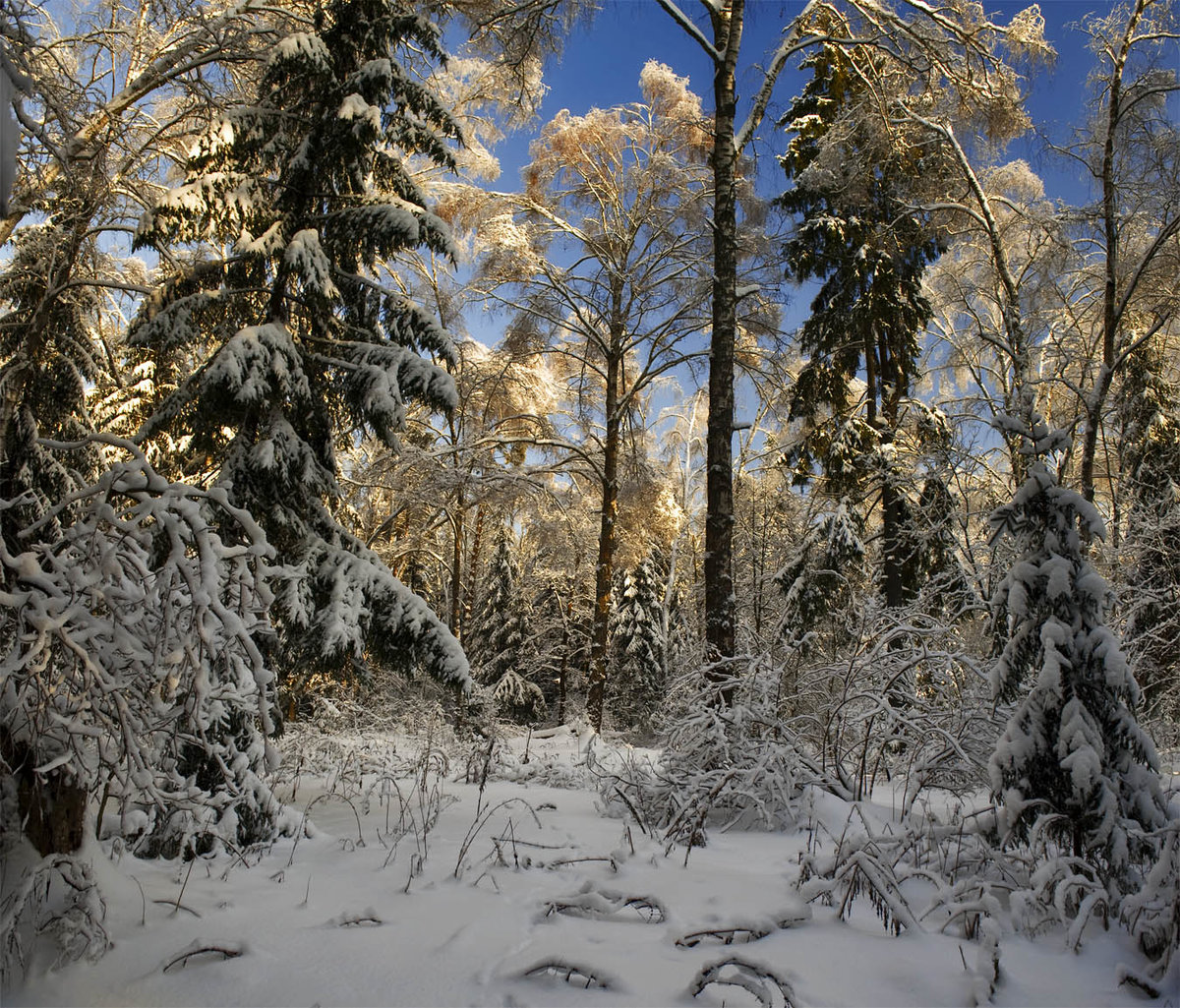 Зима лес Подмосковье