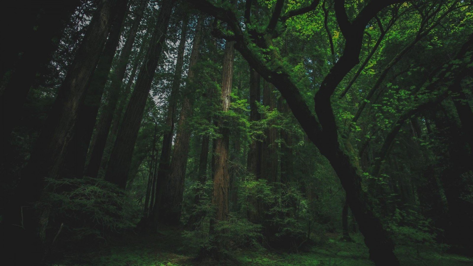 Темный зеленый лес
