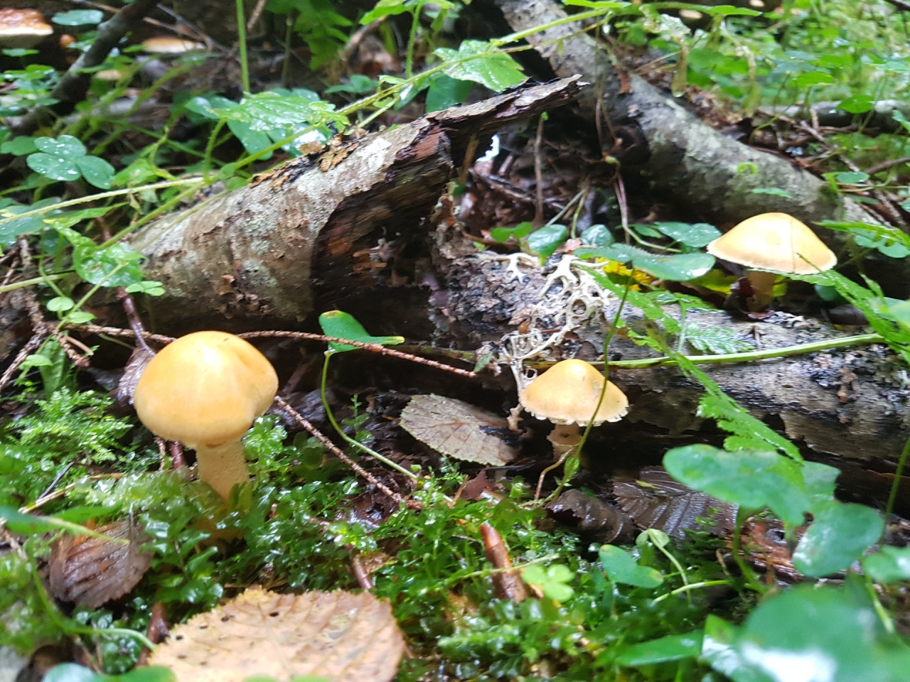Подземные грибы