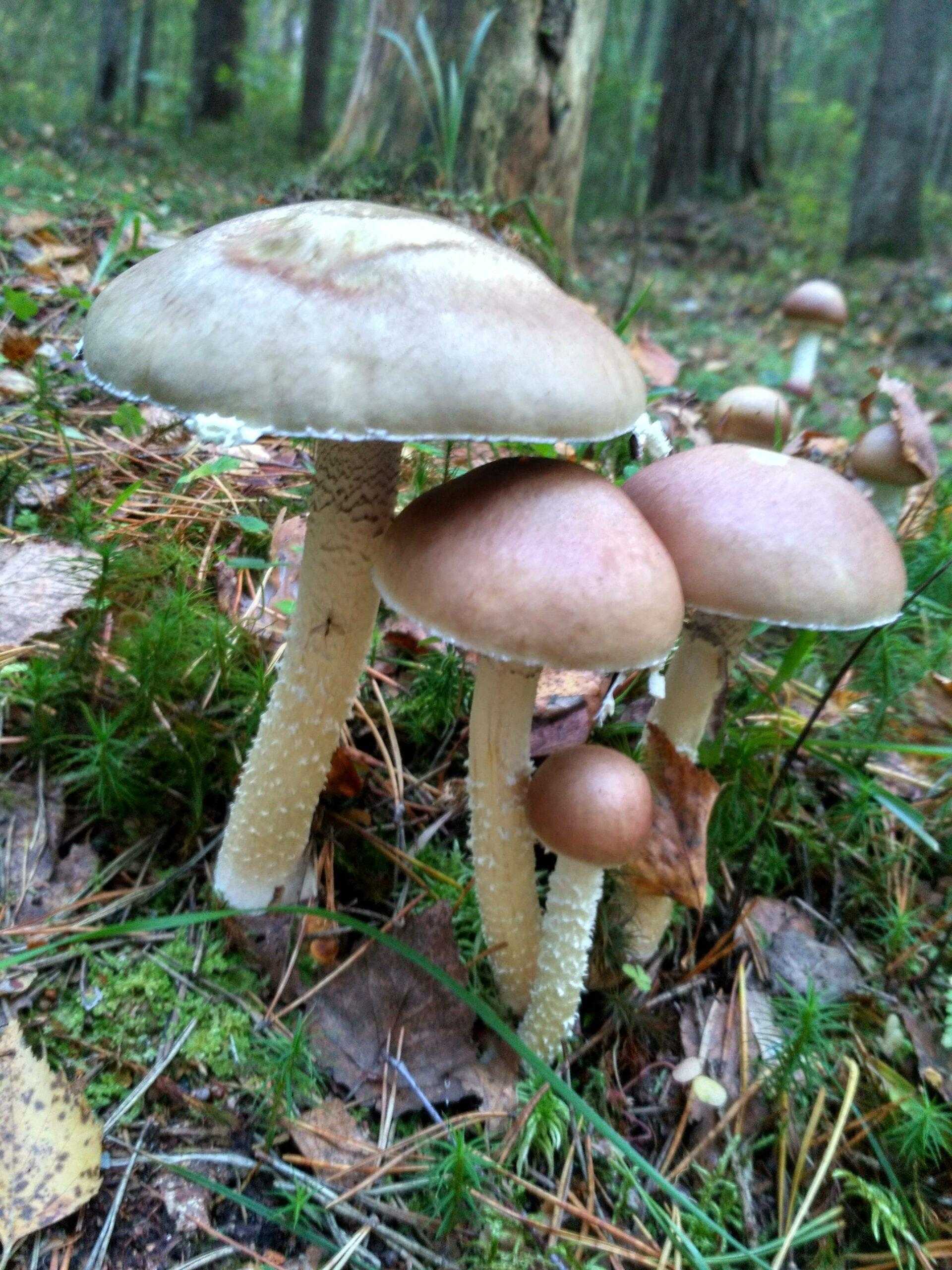 Съедобные грибы в смешанной лесу