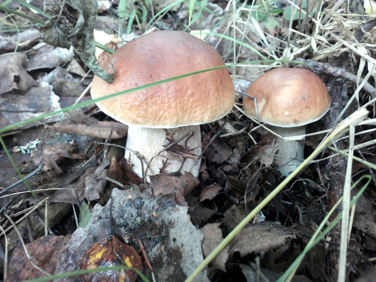 9 грибов. Съедобные грибы смешанных лесов. Смешанный лес с грибами. Белые грибы в смешанной лесу. Грибы в деревне.