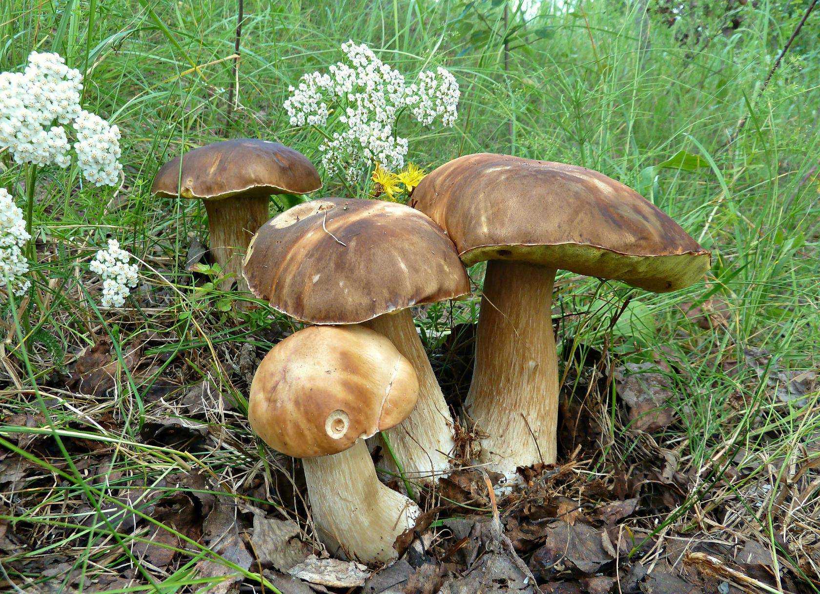 Съедобные грибы Мордовии