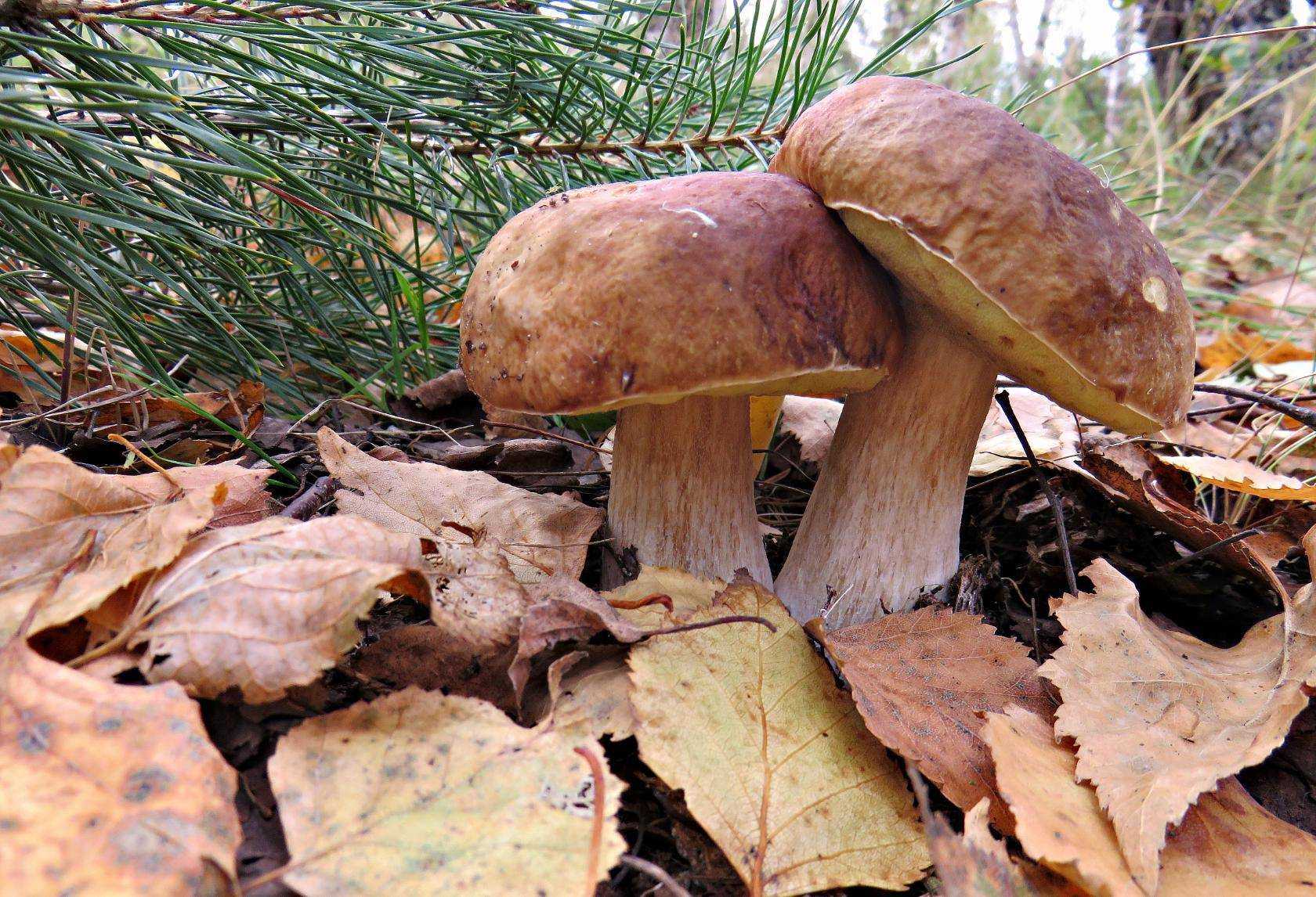 Пластинчатые грибы бежевого цвета смешанный лес