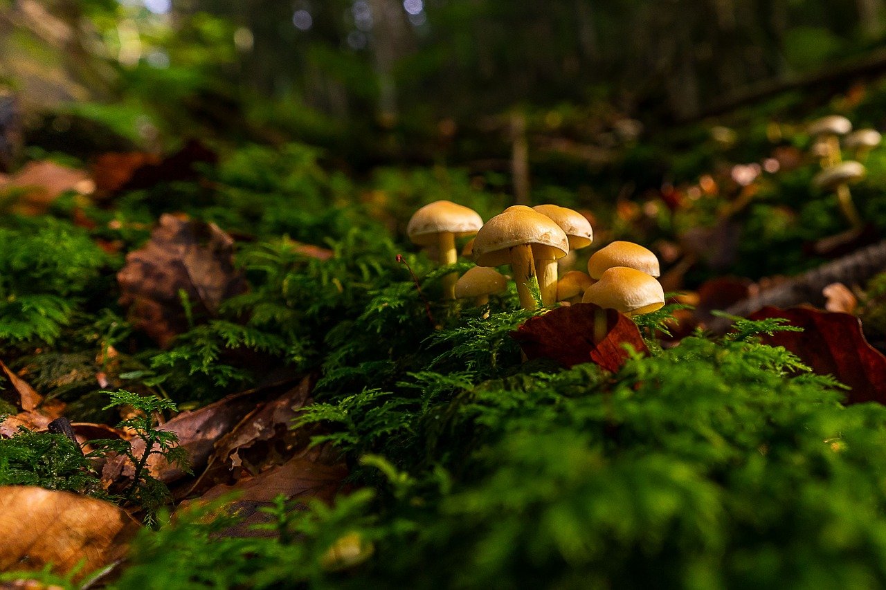 Мир природы грибы. Грибы в лесу. Грибы в осеннем лесу. Осенние грибы фото. Осенние грибы в хвойном лесу.
