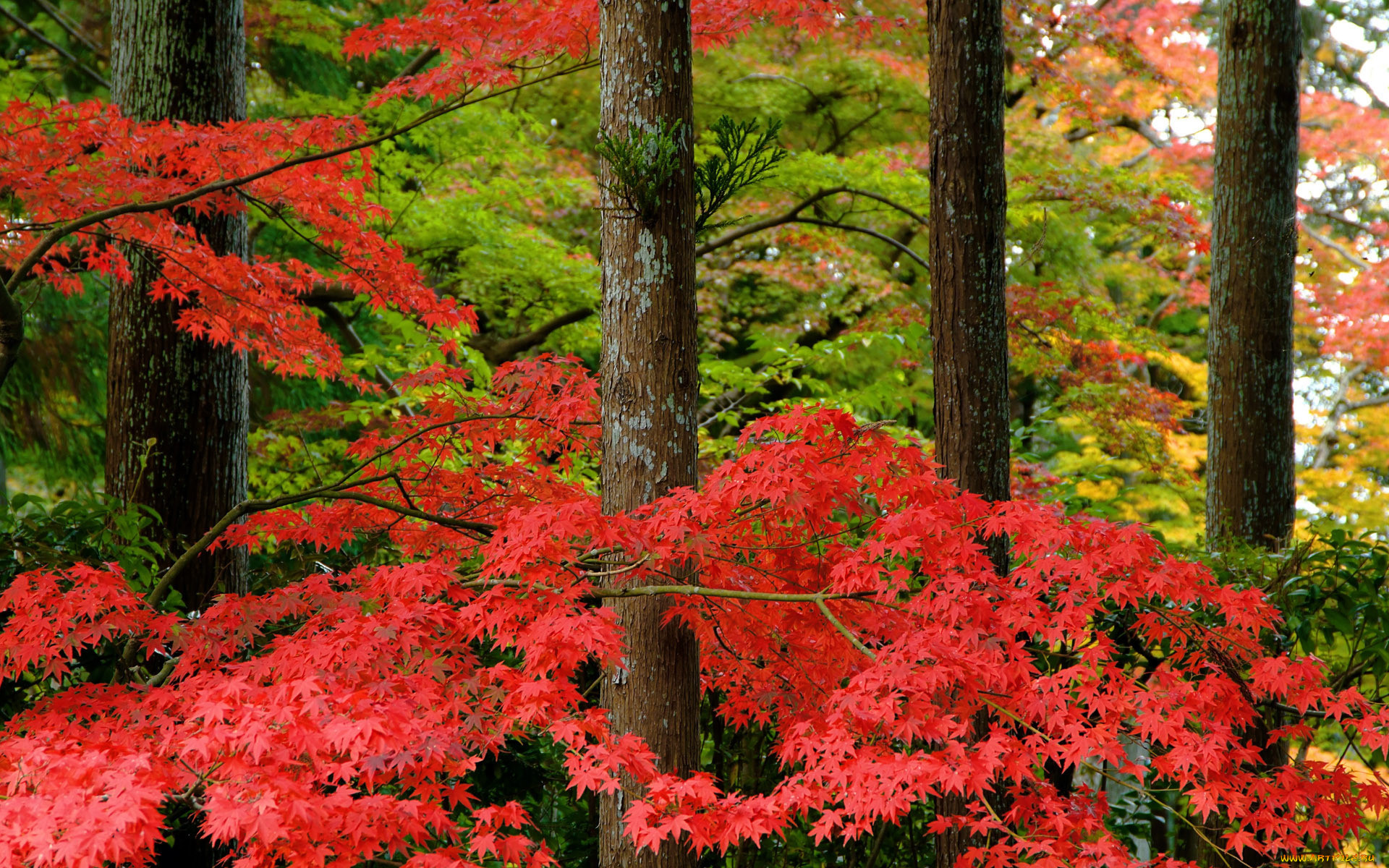 Осенние Лесные Цветы