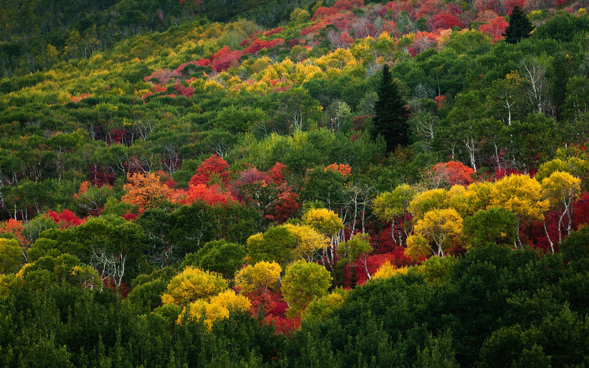 Разноцветные леса