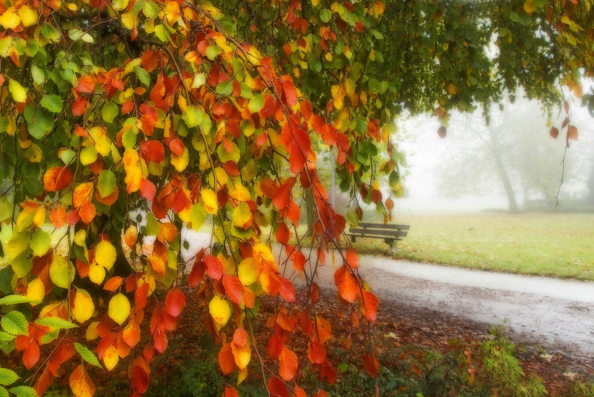Осень сад, листья