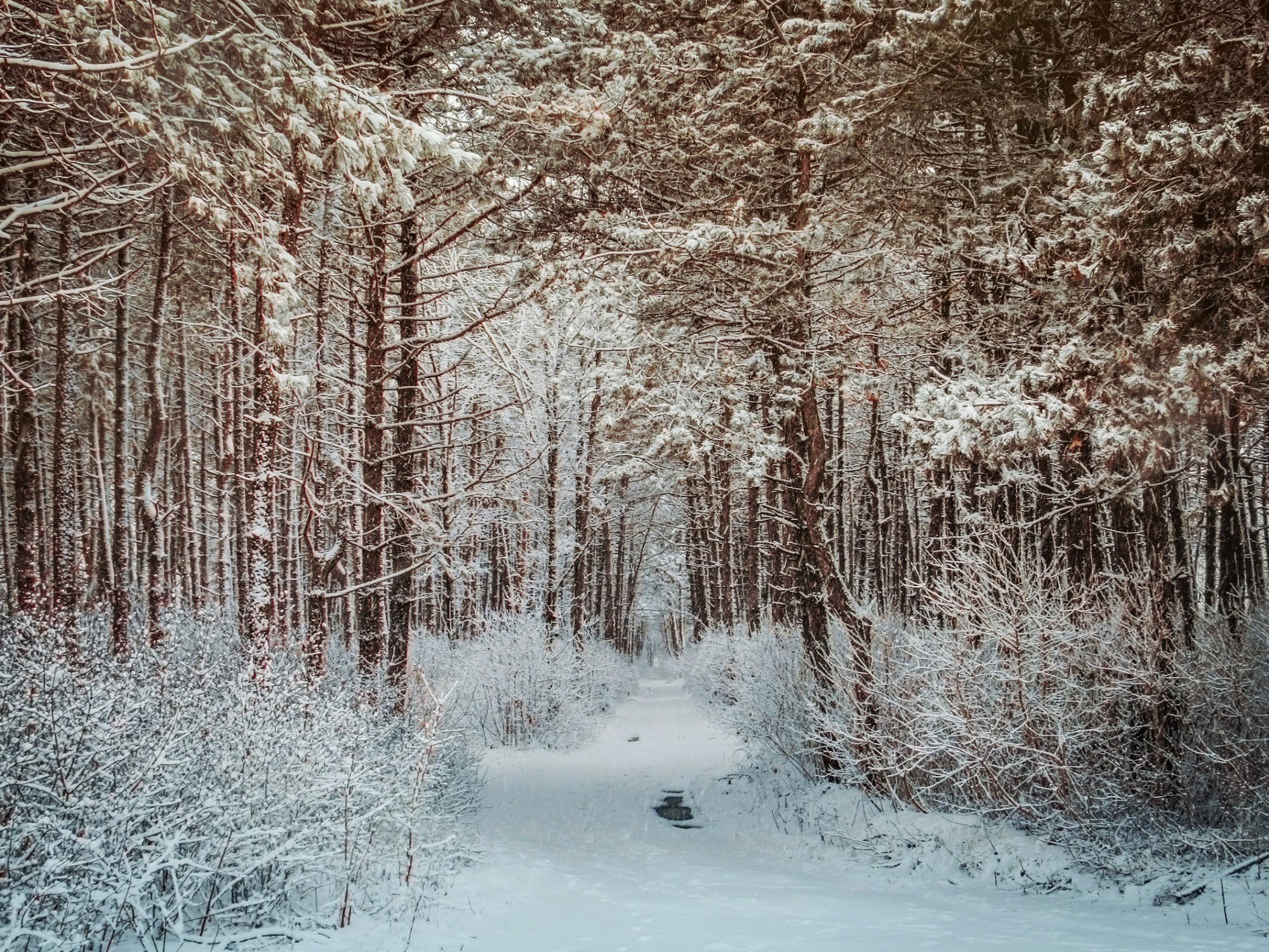 Снегопад в Сосновом лесу