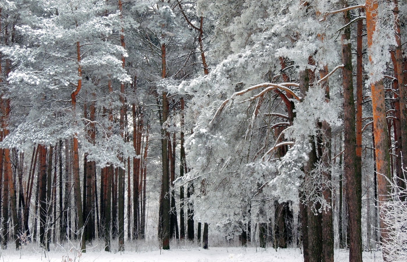 Шервудский лес зимой
