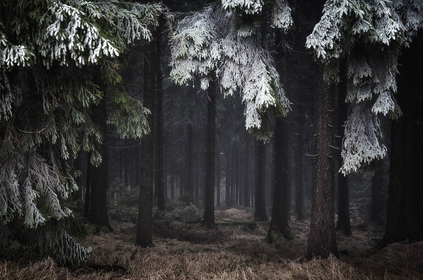 Мрачный еловый лес