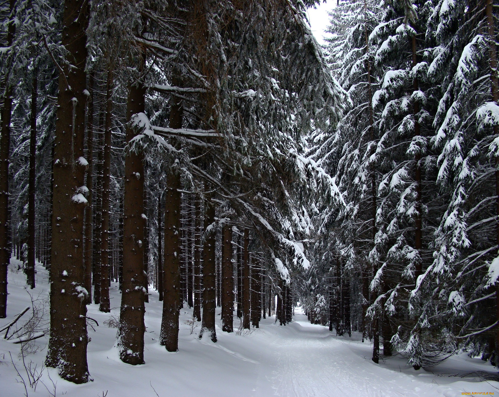 Зимний Северный лес