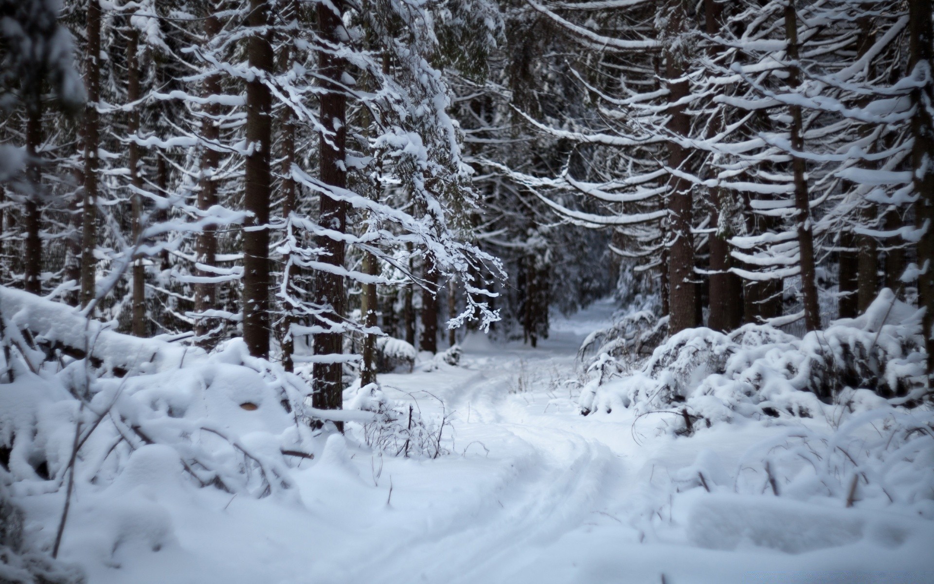 зима фото красивый лес