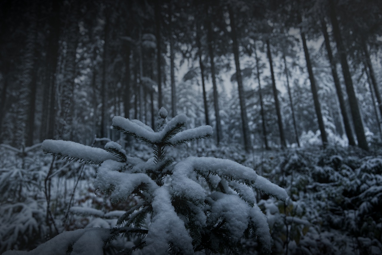 Зимний лес холод