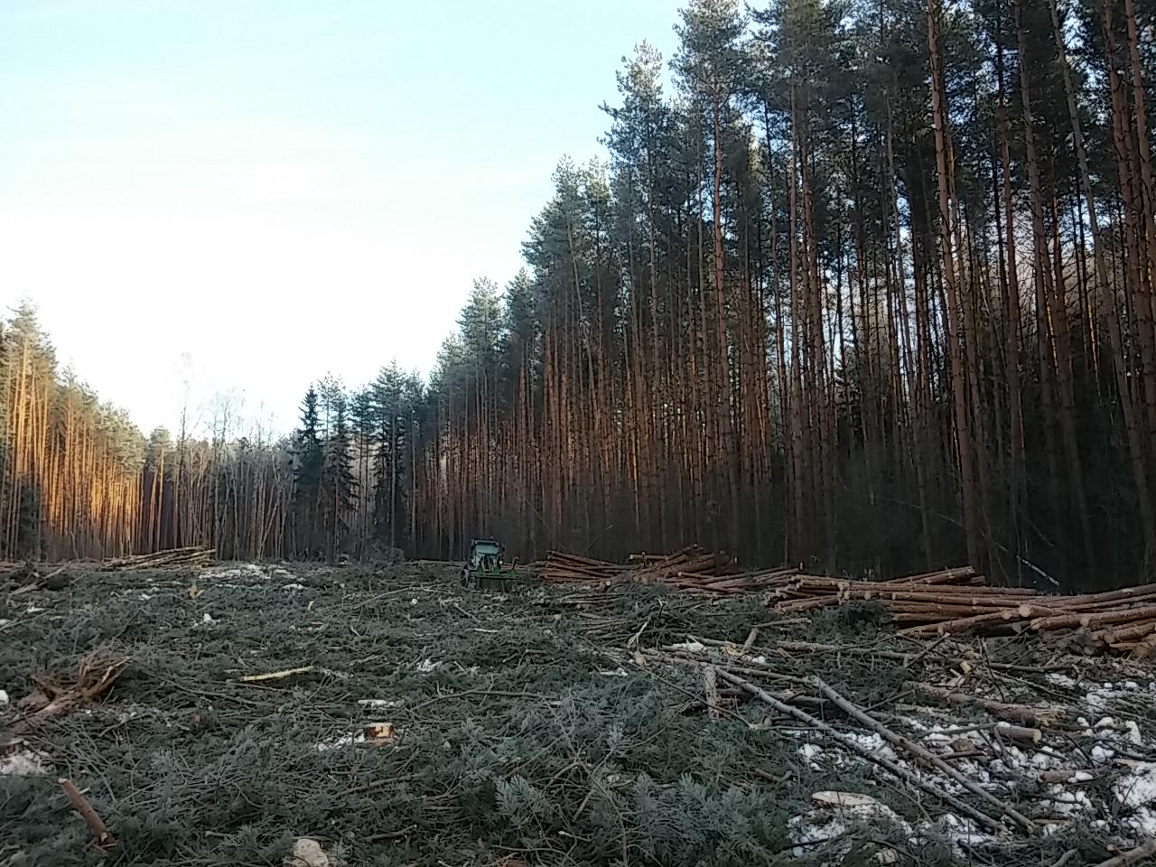 Сплошная рубка леса