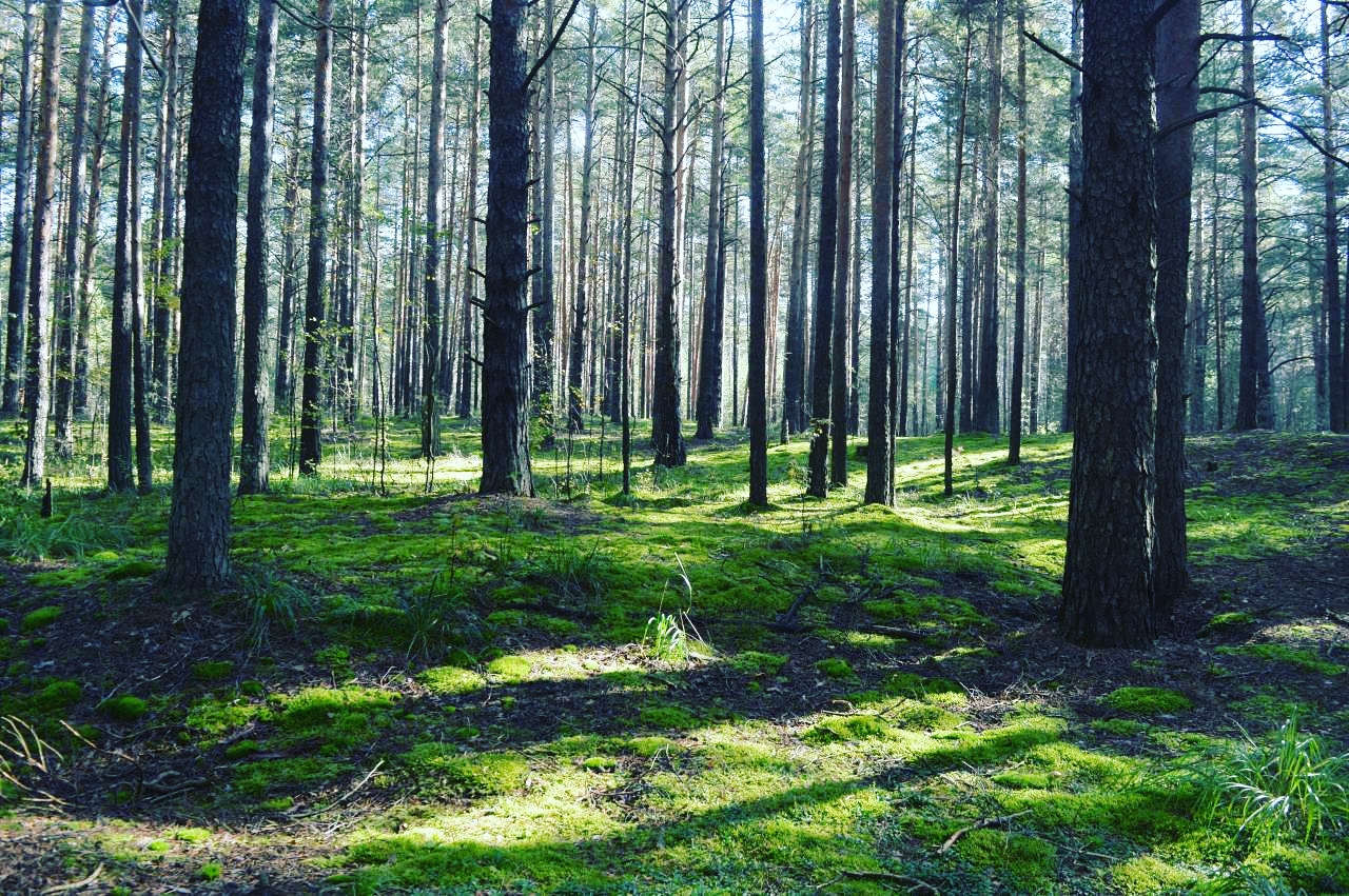 Охраняемый природный ландшафт «Черняевский лес»