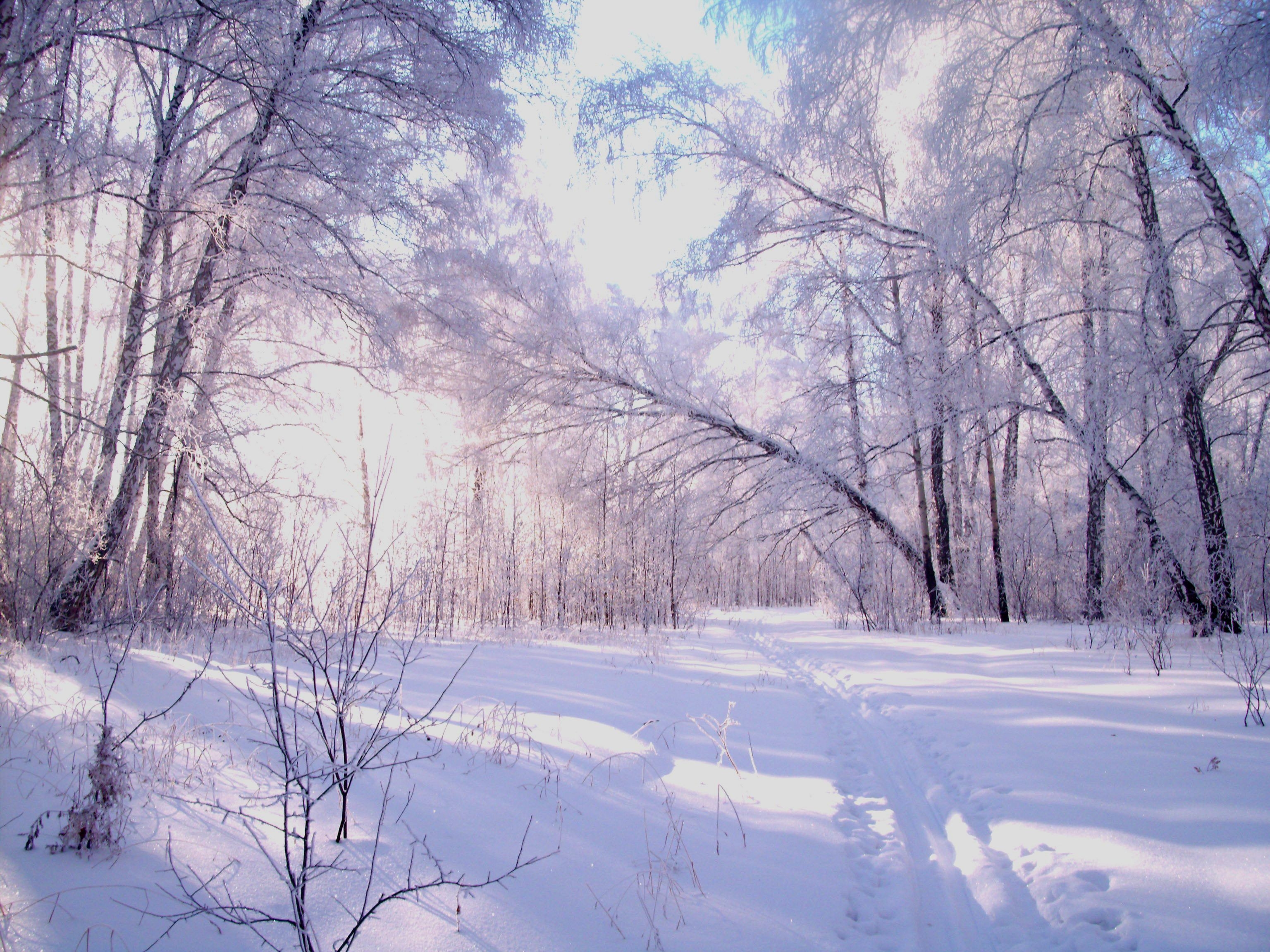 Красивый зимний лес Лыжня