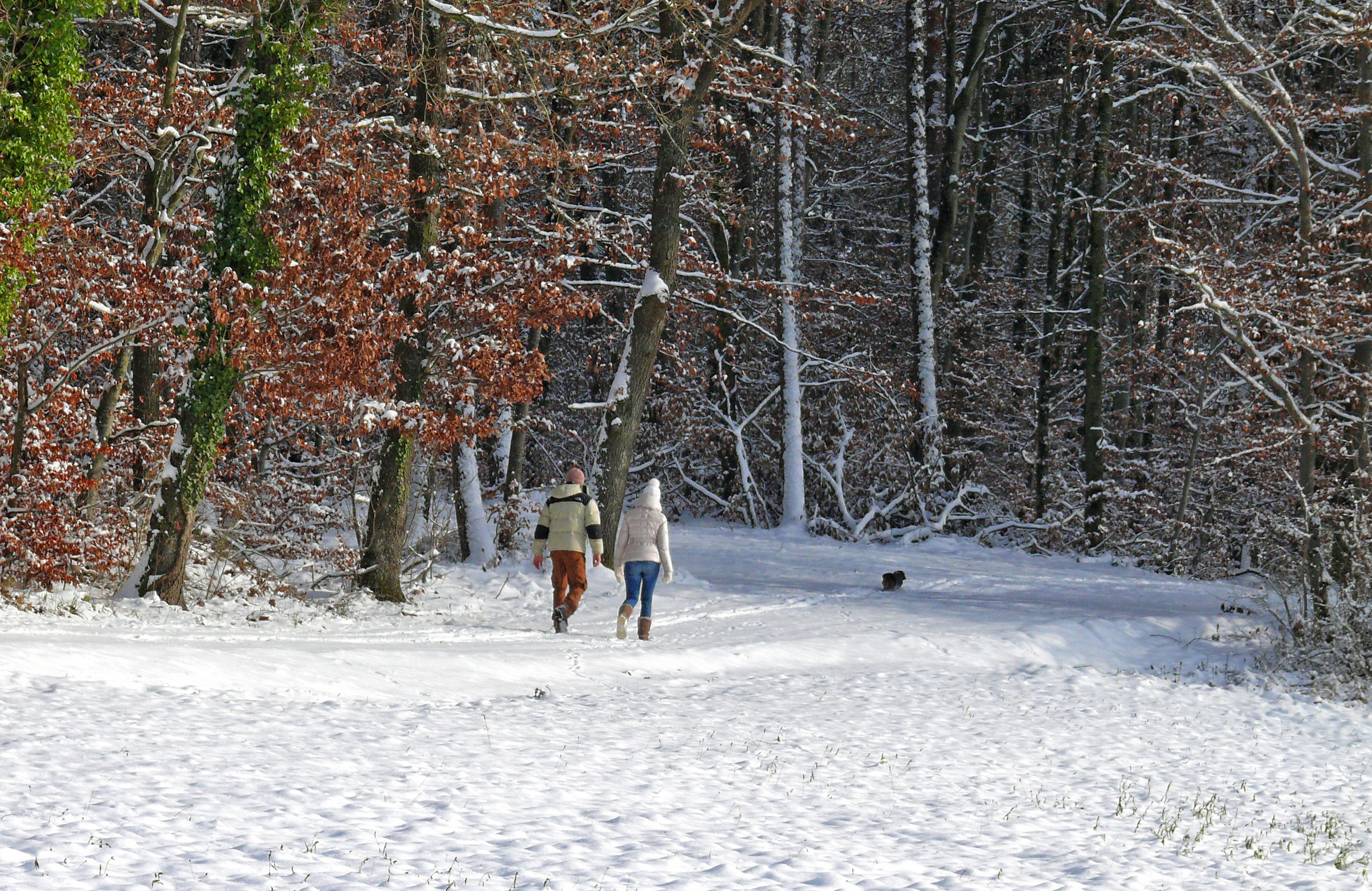 Погулять близко. Прогулка в зимнем лесу. Прогулка зимой. Прогулка в лесу зимой. Прогулка по зимнему лесу.