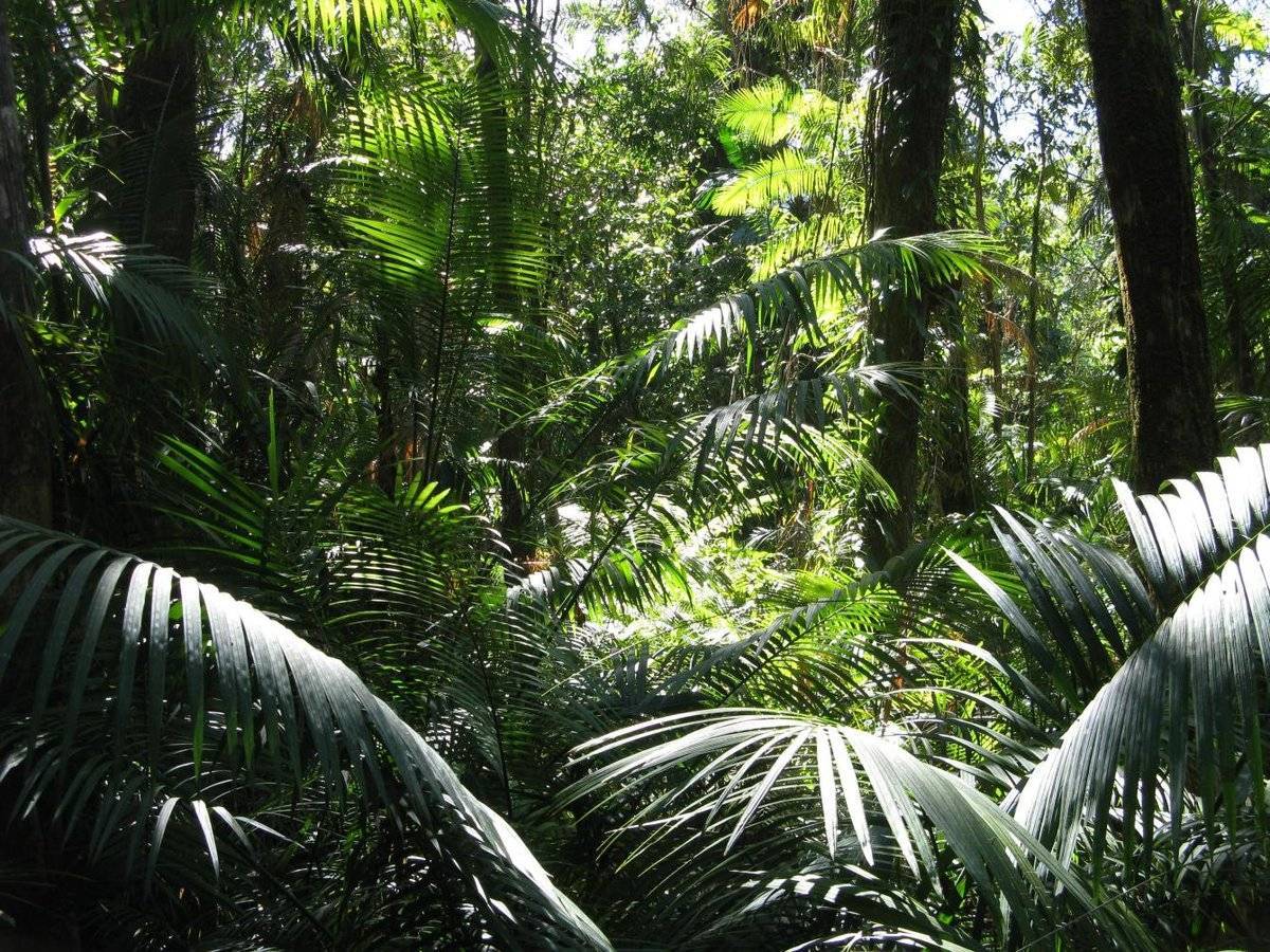 Полувечнозеленые сезонные листопадные тропические леса