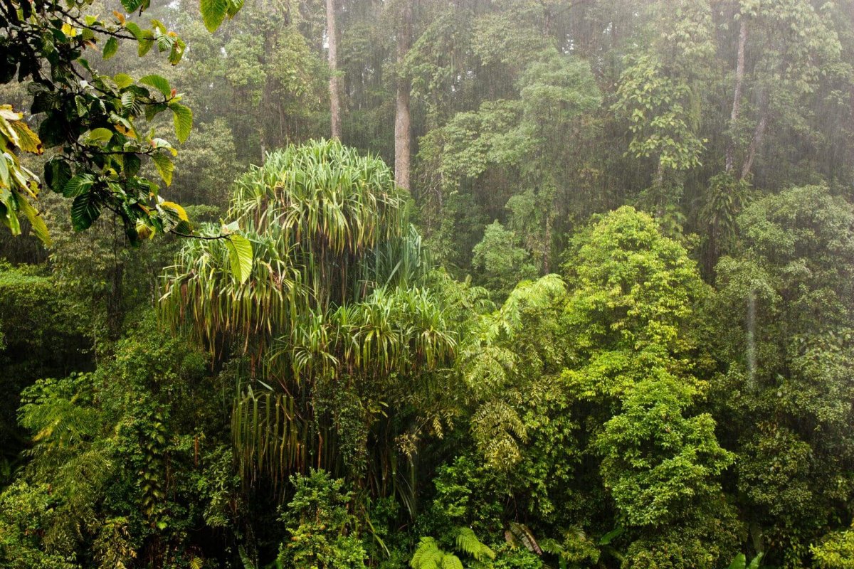 Маска для окрашенных волос тропический лес