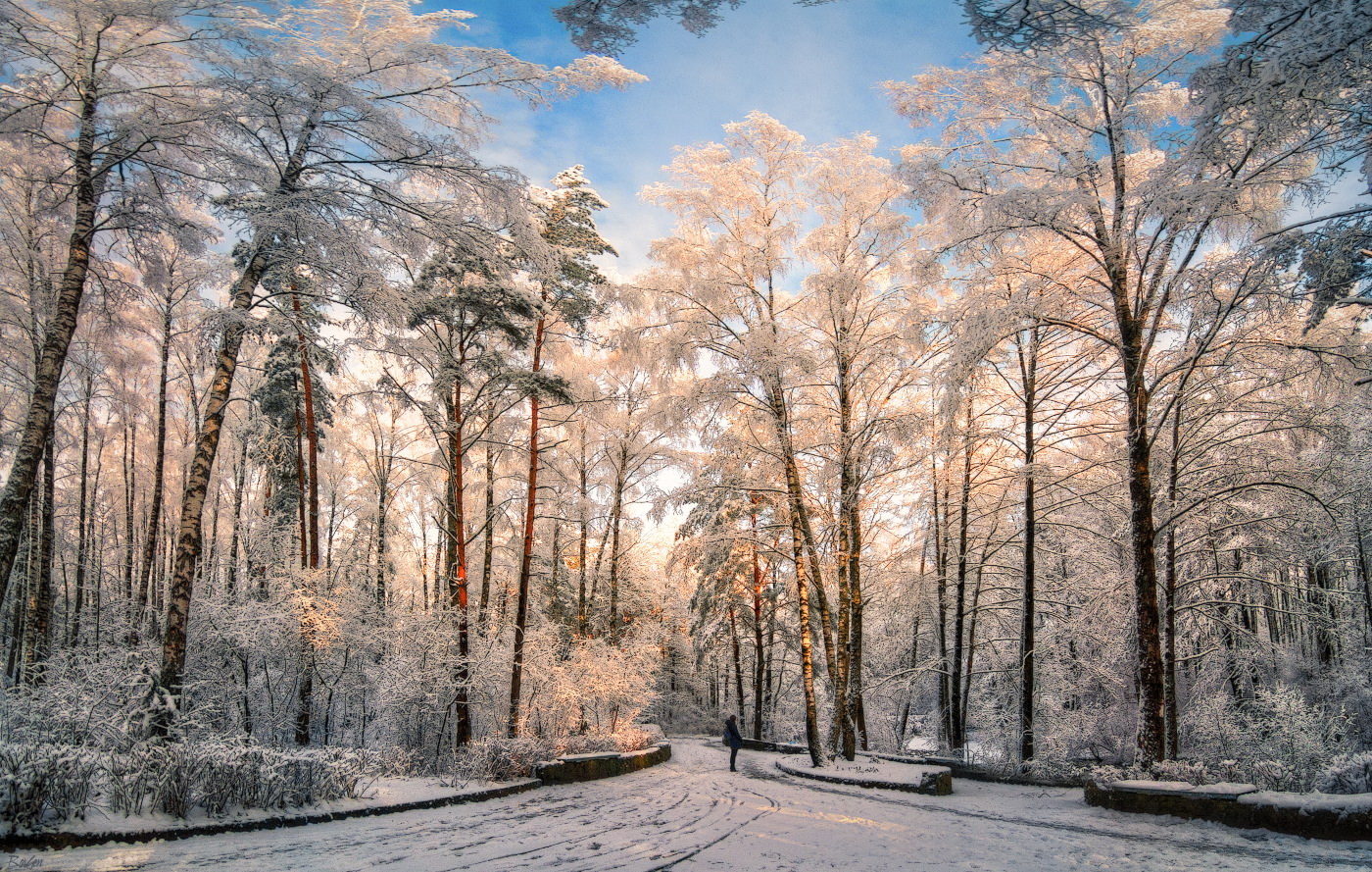 Зимний лес морозным днем