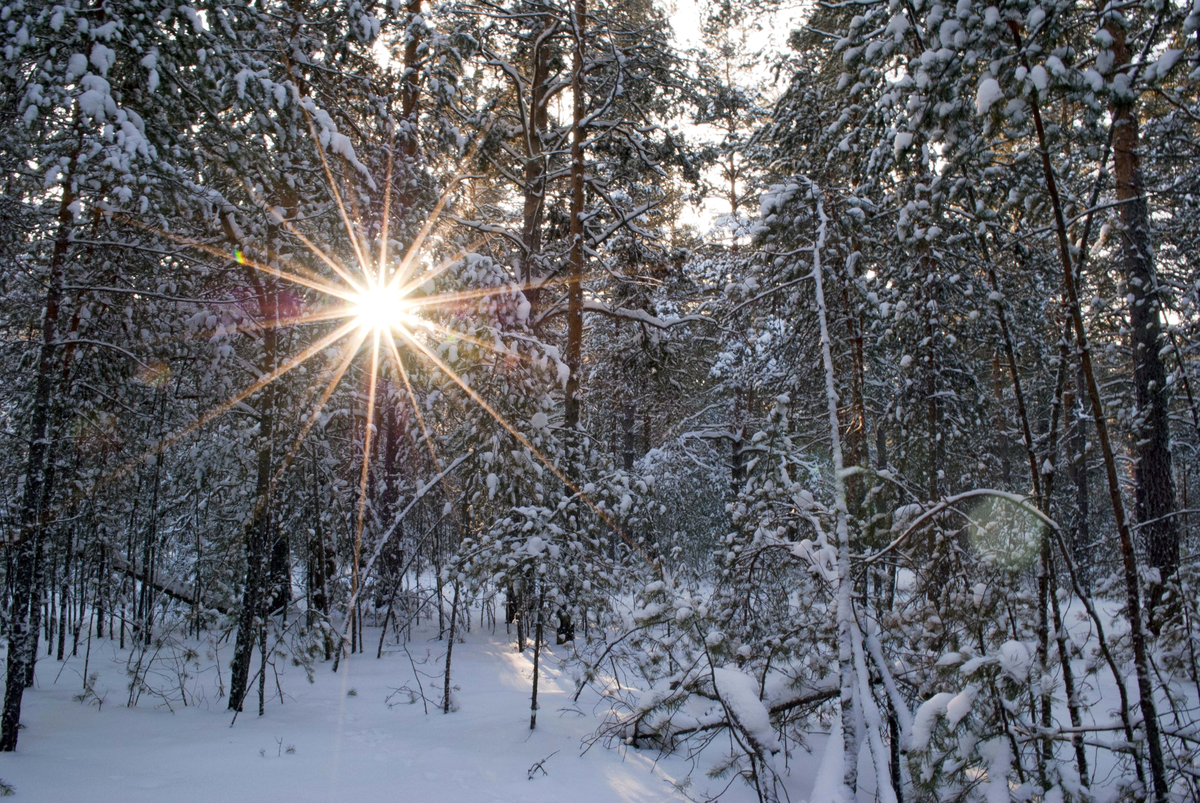 Зимний Солнечный день в лесу фото