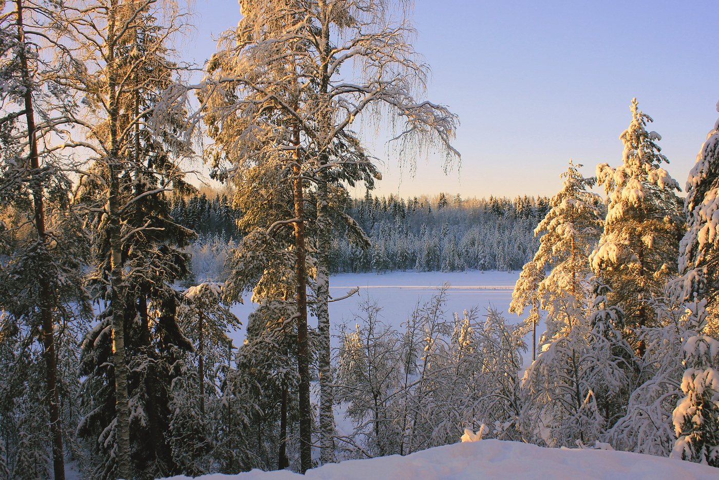 Зимние леса России