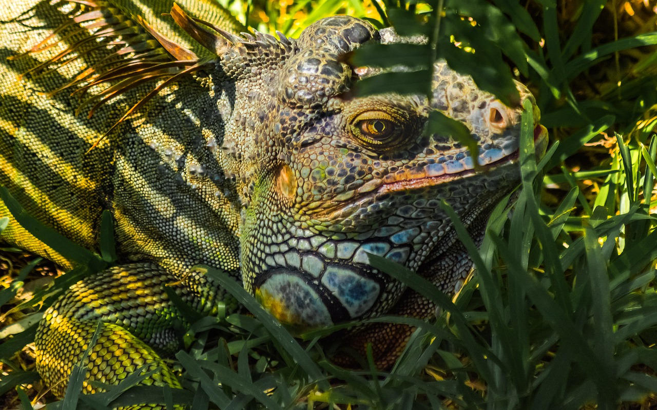Книга рекордов природы рептилий. Тропические животные. Природа, животные, рептилия. Картинки тропики и животные. Фото на тему животных тропиков.