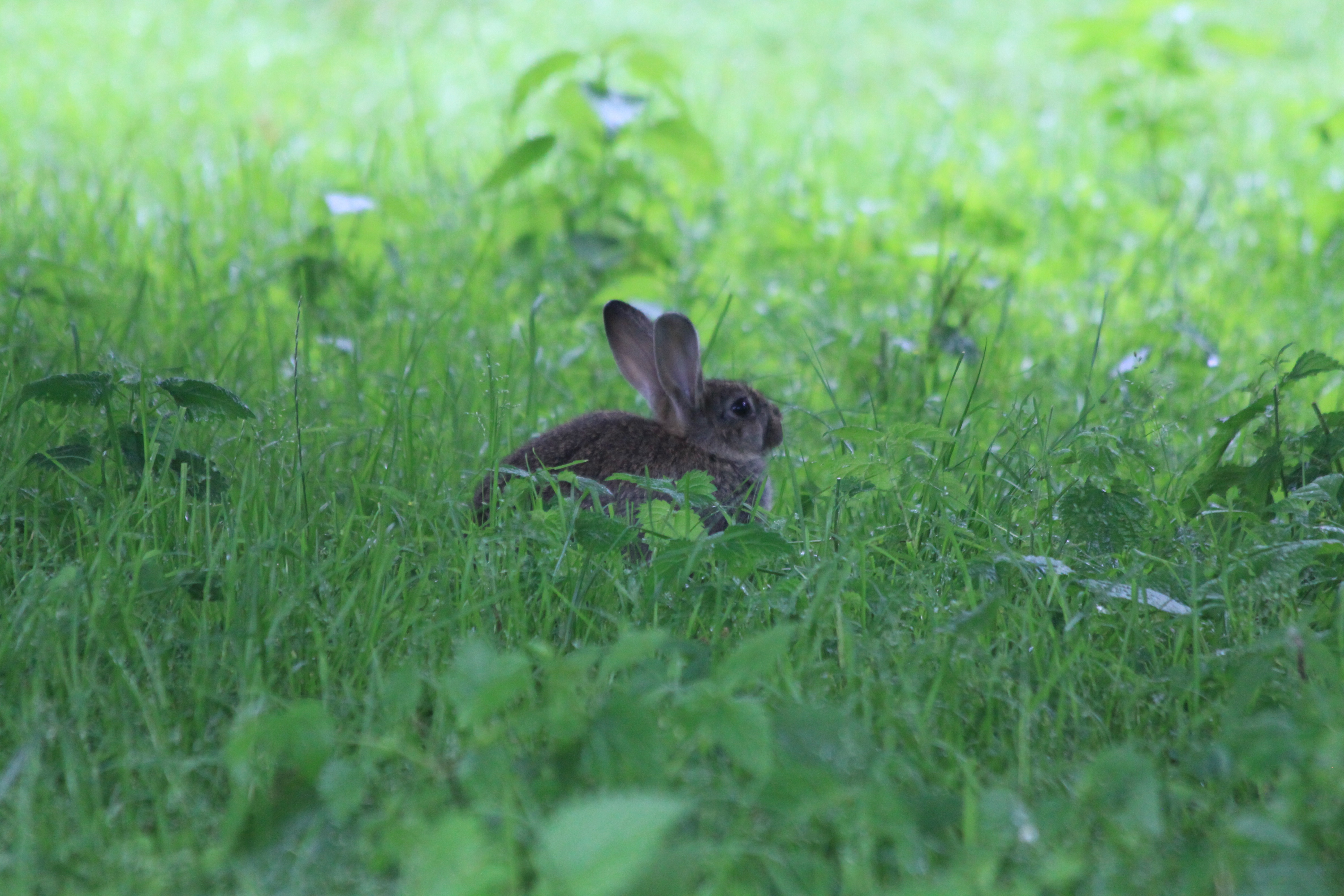 Выскочил зайчик. Зайчик на природе. Заяц в лесу. Зайчонок в траве. Заяц Лесной.