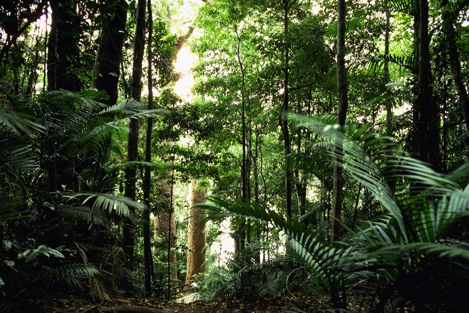 Муссонные леса Австралии