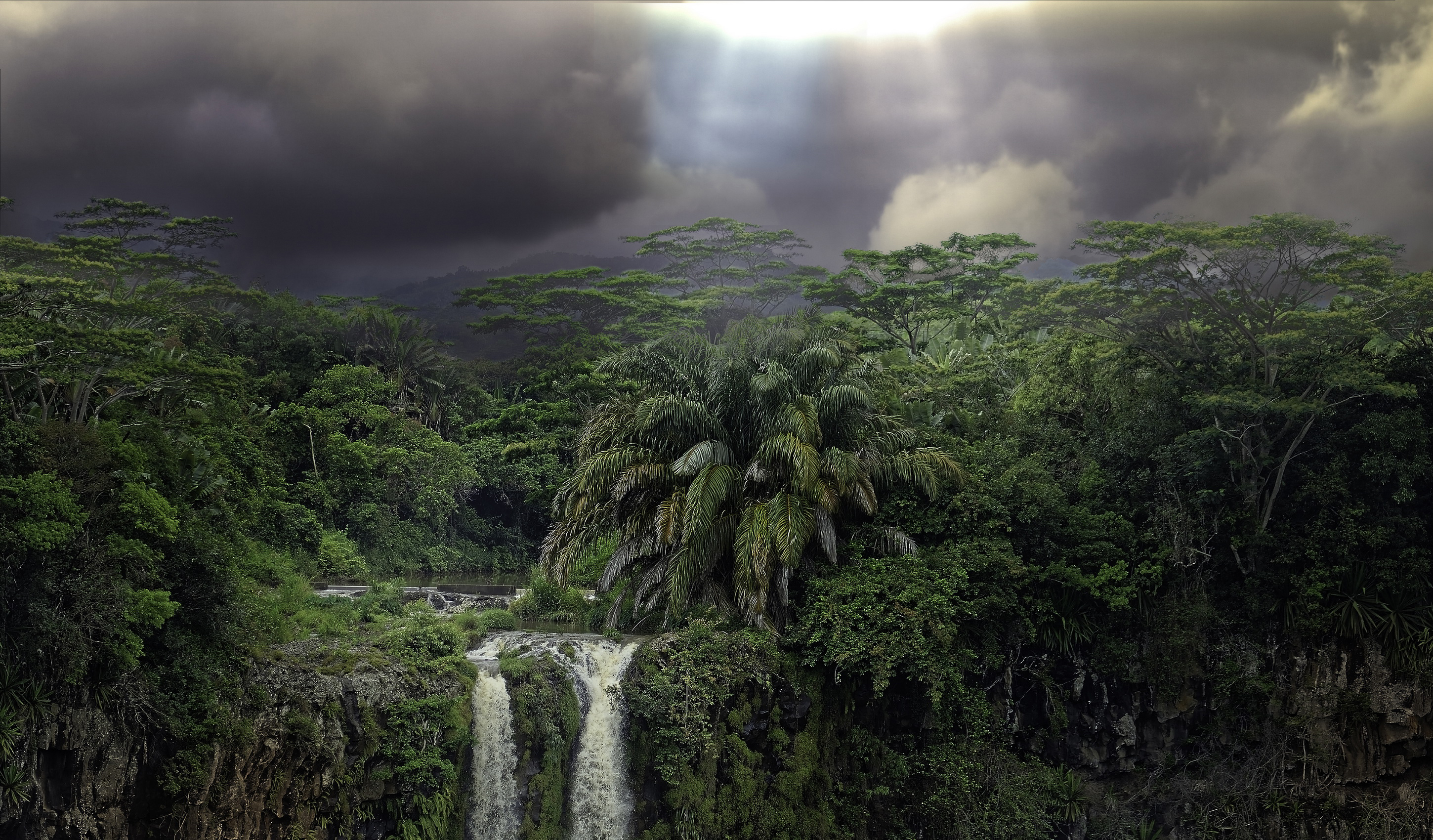 Мир влажности. Влажные тропические леса Африки. Джунгли Сельва. Тропические дождевые леса Африка. Дерево сельвы Южной Америки.