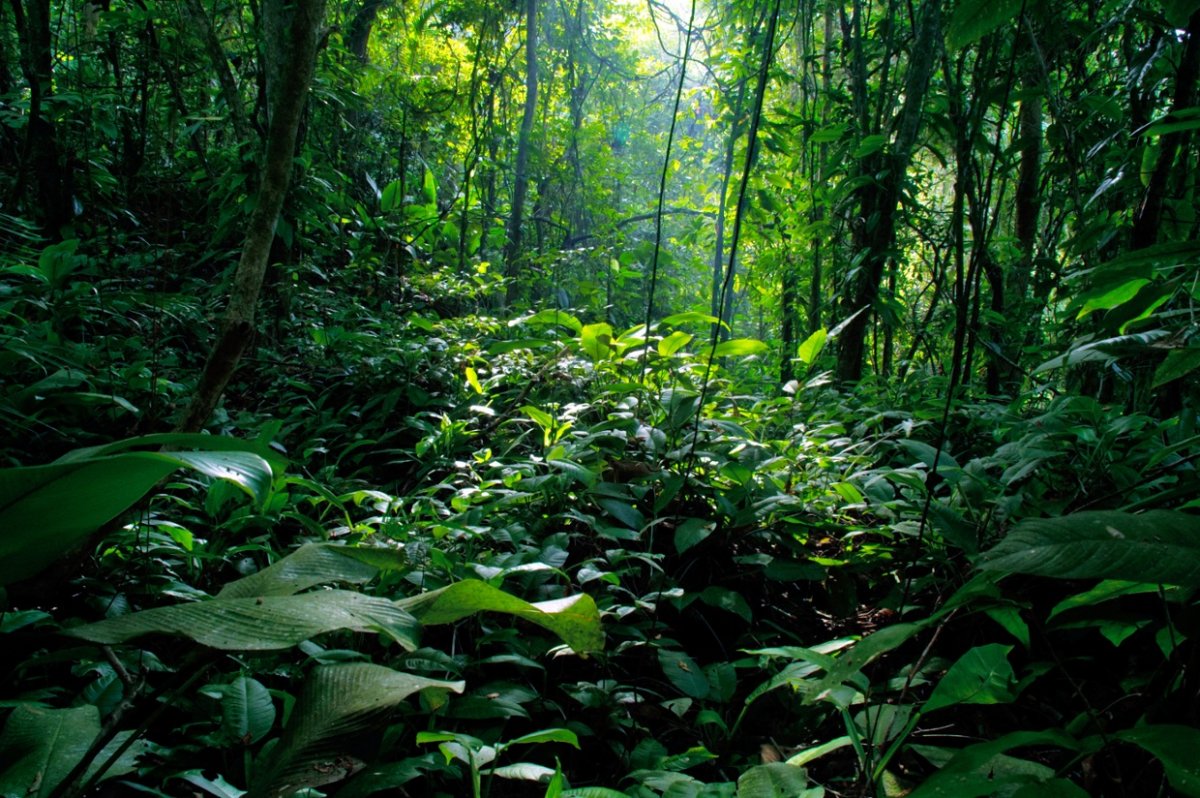 Листопадные тропические леса
