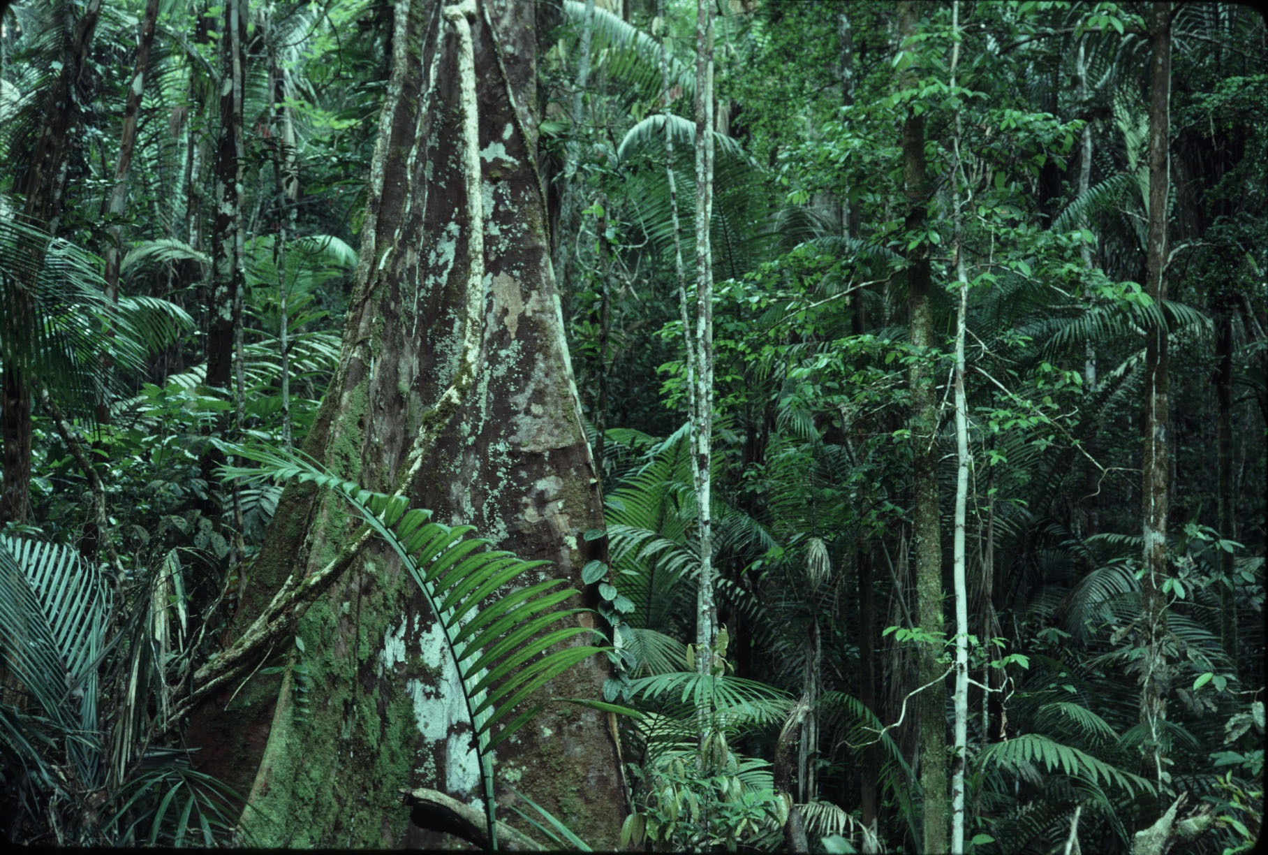 Комнатные Растения Экваториальных Лесов