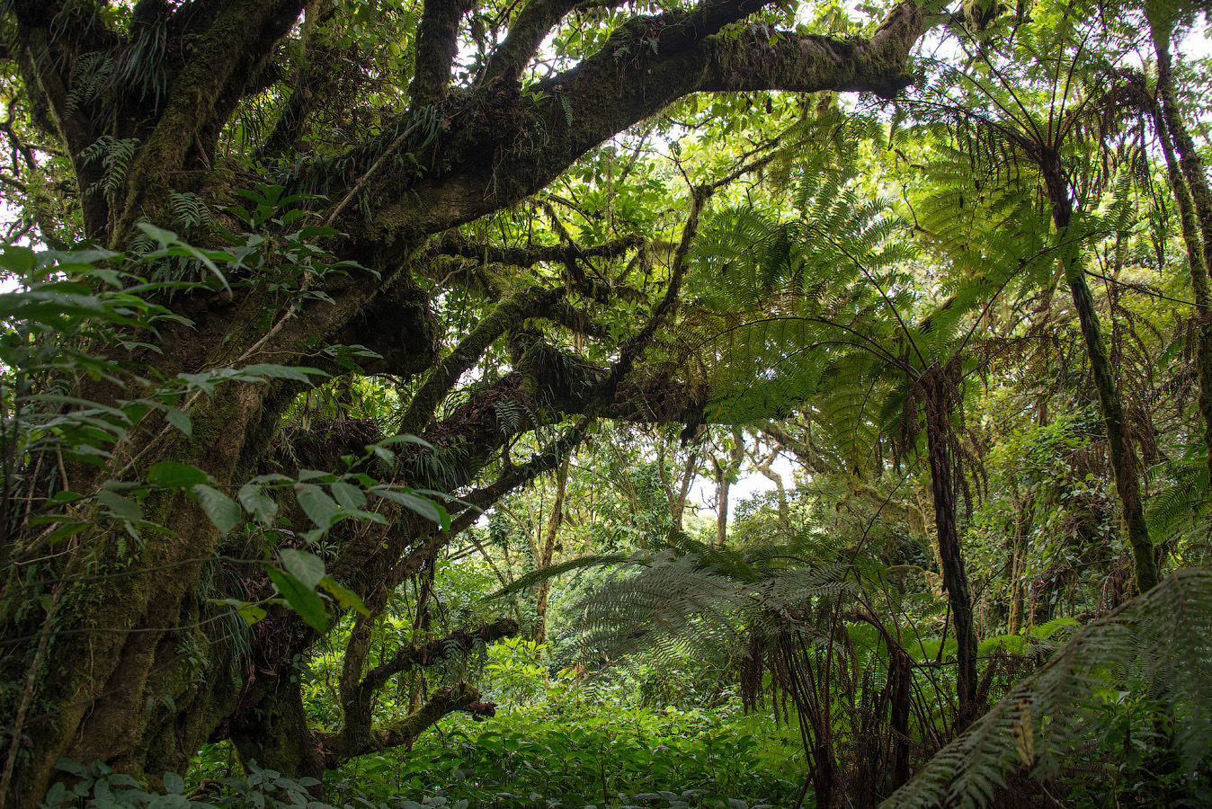 Флора Влажных Экваториальных Лесов