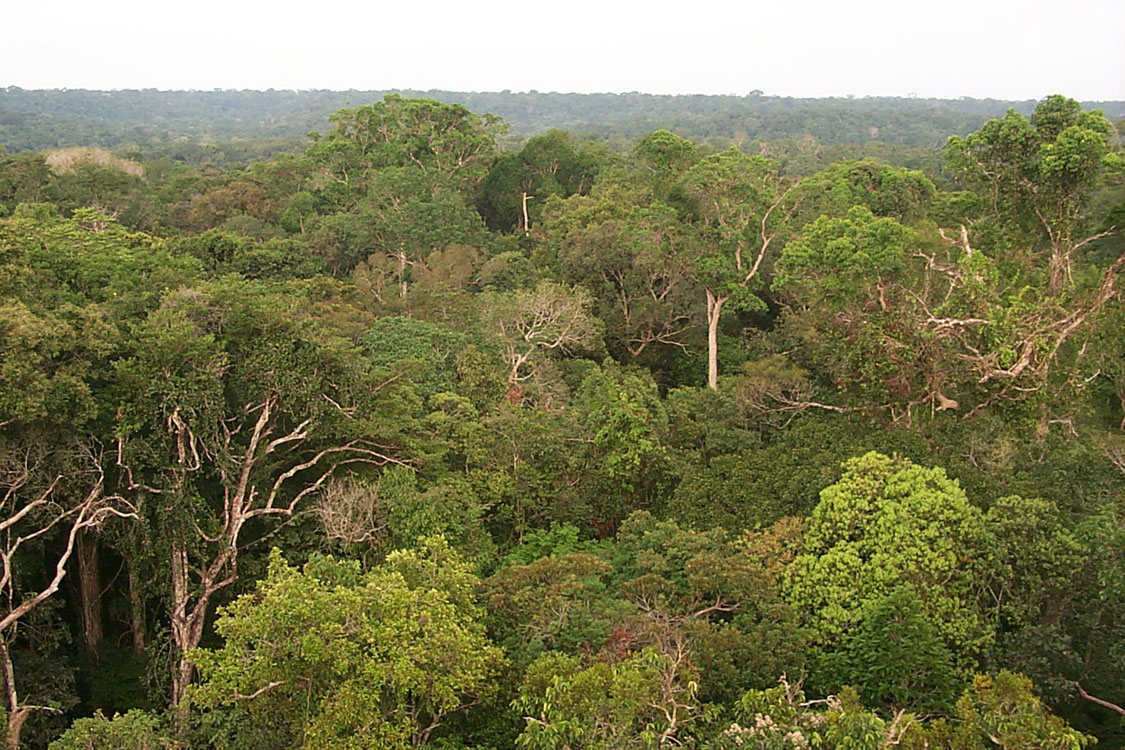 Листопадные леса Амазонии