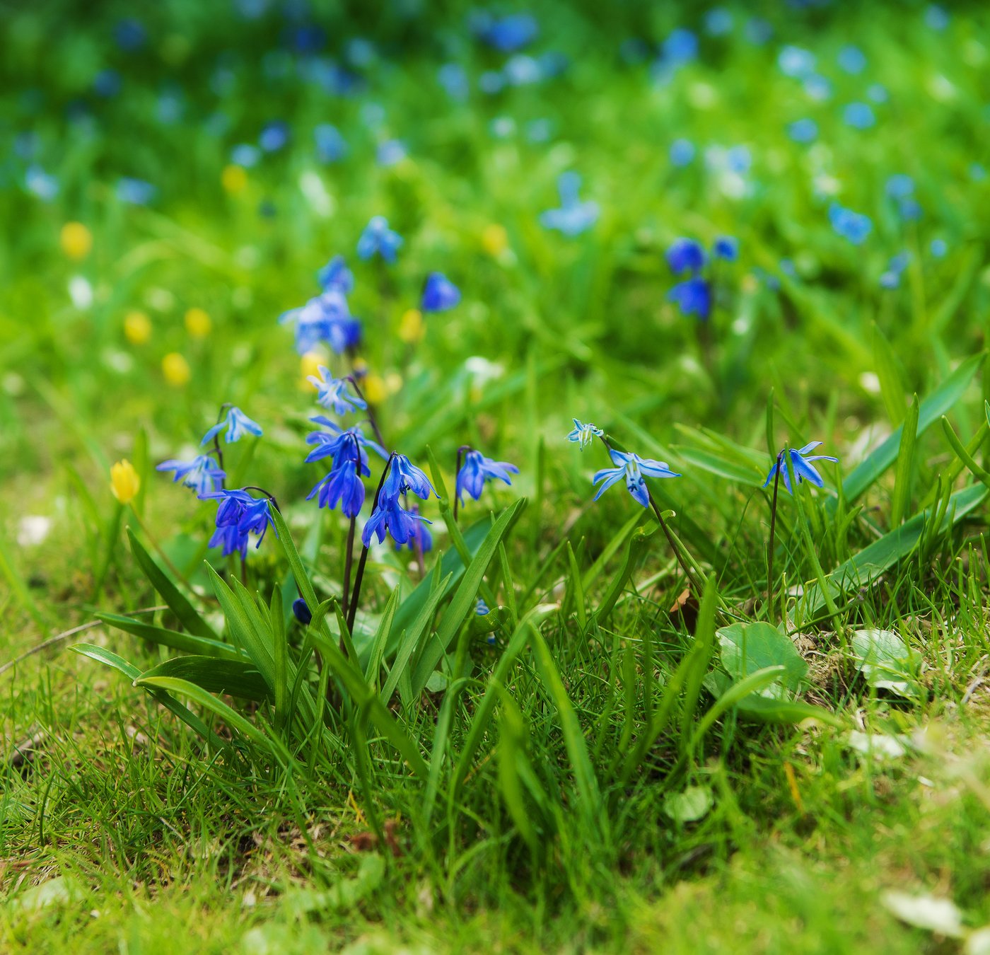 Голубые лесные цветы фото и названия