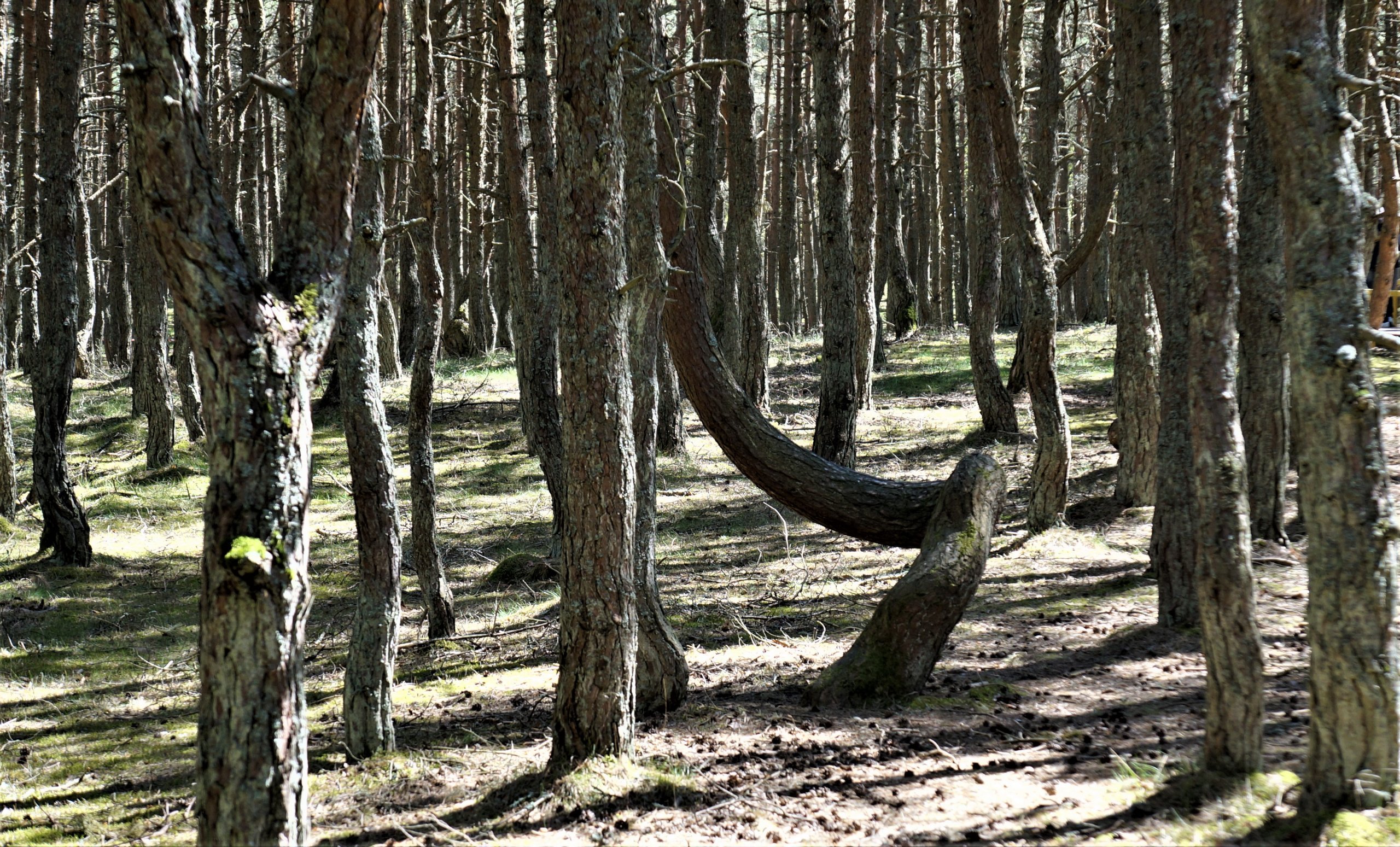 Танцующий лес Валерий Притченко Куршская коса