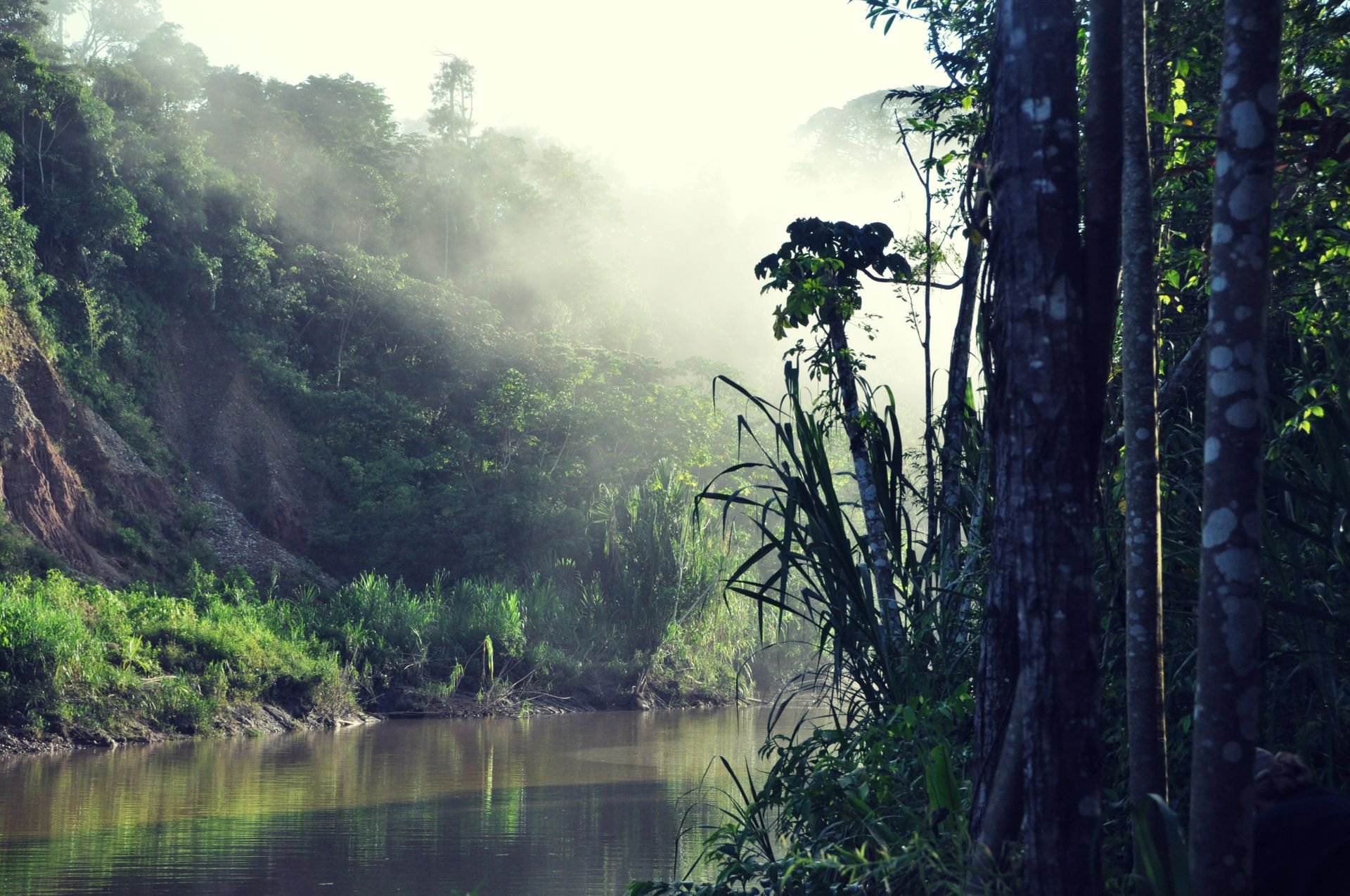 Тропические Леса Амазонии