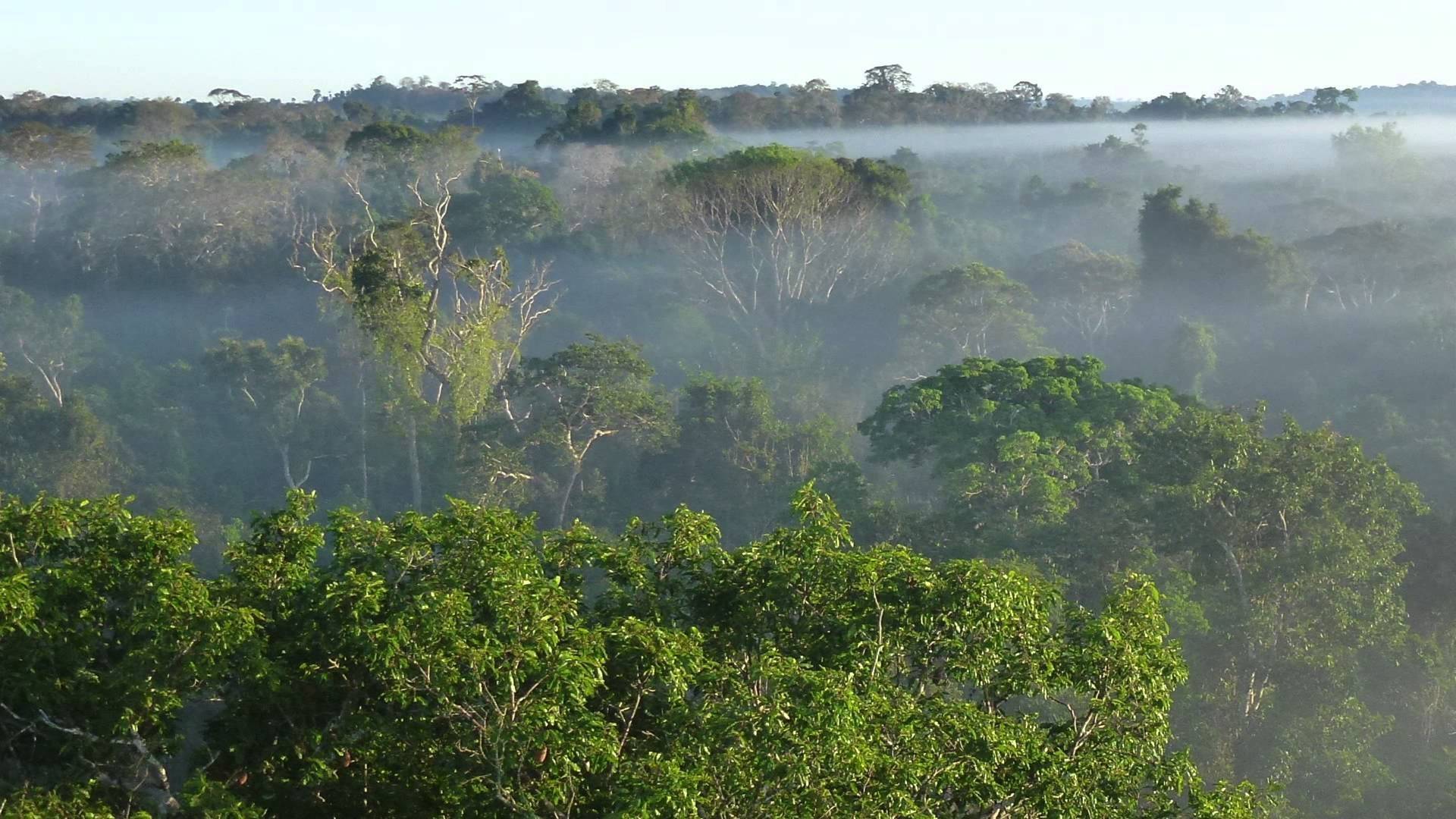 Леса амазонки картинки